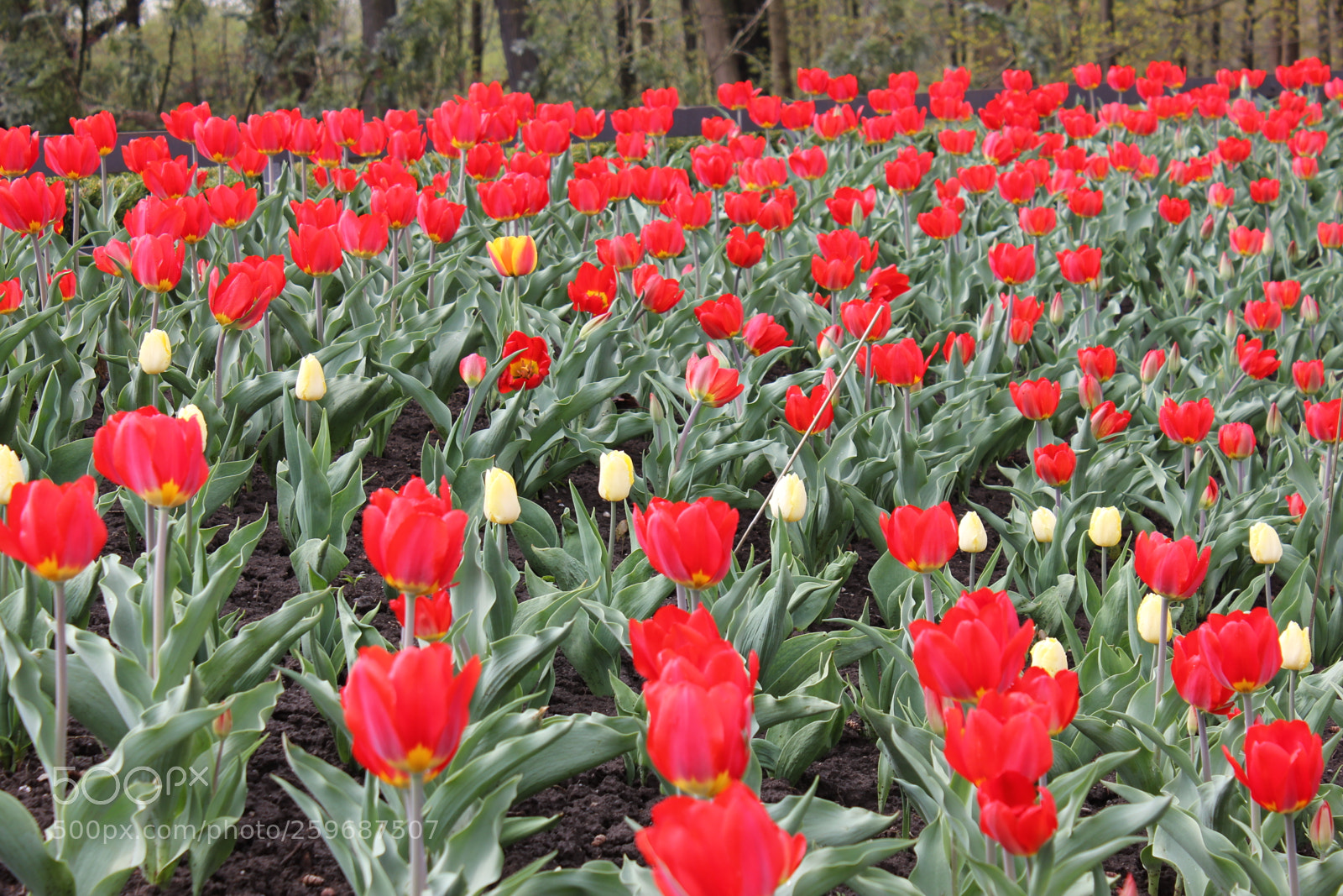Canon EOS 550D (EOS Rebel T2i / EOS Kiss X4) sample photo. Tulips edward's gardens toronto photography