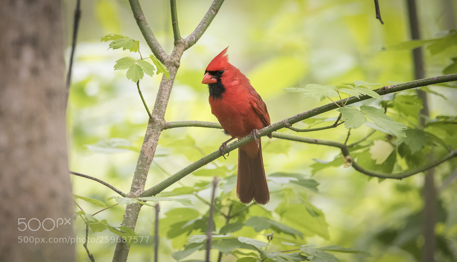 Nikon D810 sample photo. Male cardinal photography