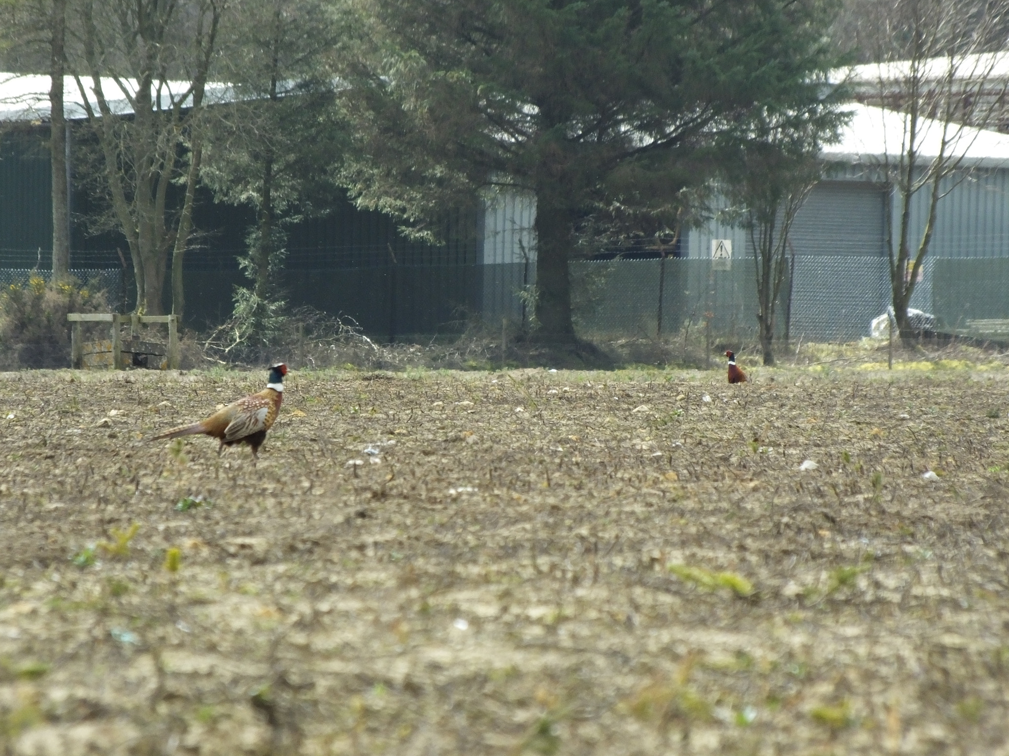 Fujifilm FinePix HS50 EXR sample photo. Two pheasants photography