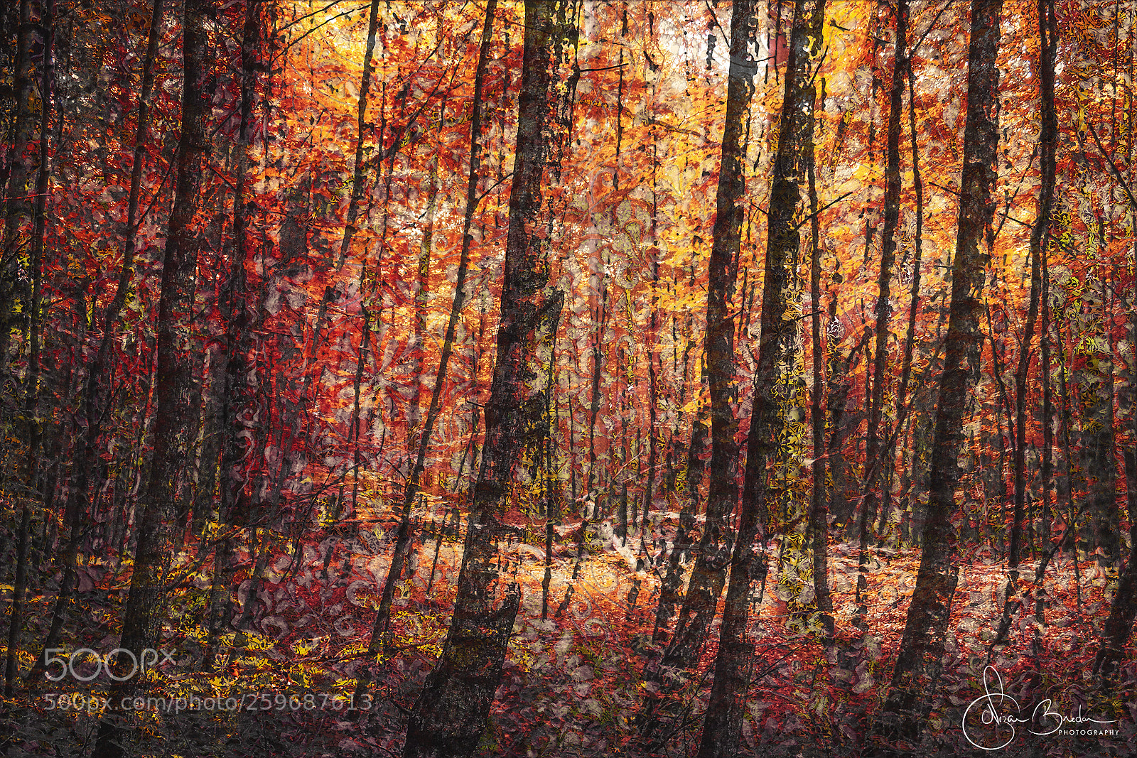 Canon EOS 550D (EOS Rebel T2i / EOS Kiss X4) sample photo. Memory of a forest photography