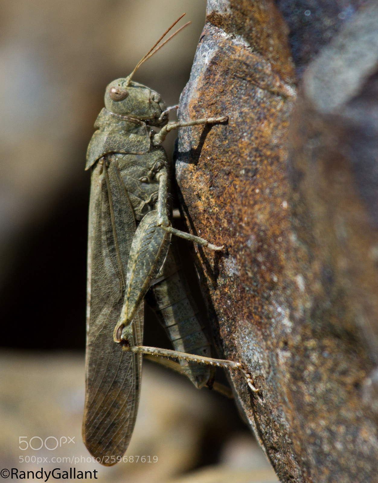 Canon EOS 7D sample photo. Carolina locust photography