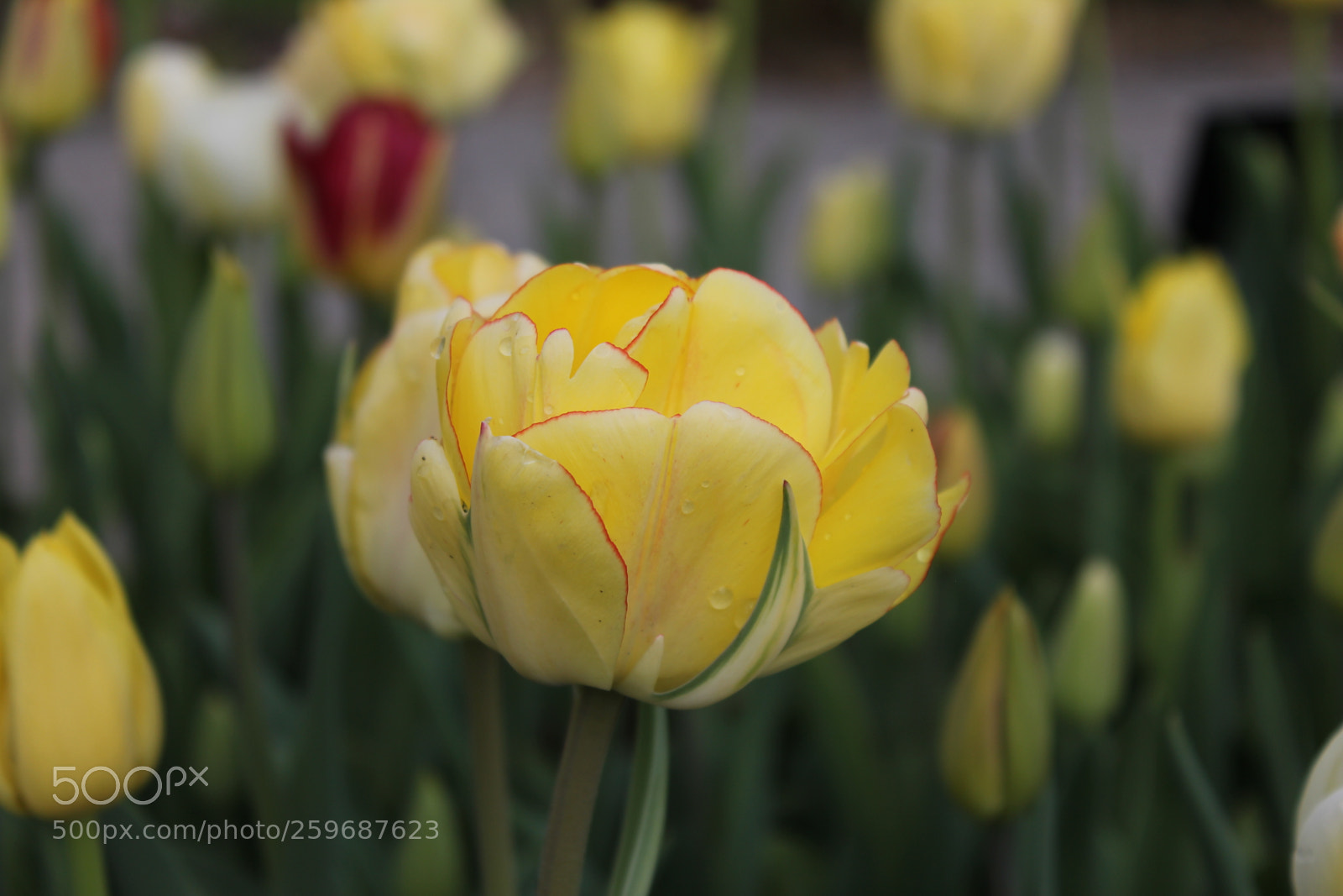 Canon EOS 550D (EOS Rebel T2i / EOS Kiss X4) sample photo. Tulips edward's gardens toronto photography