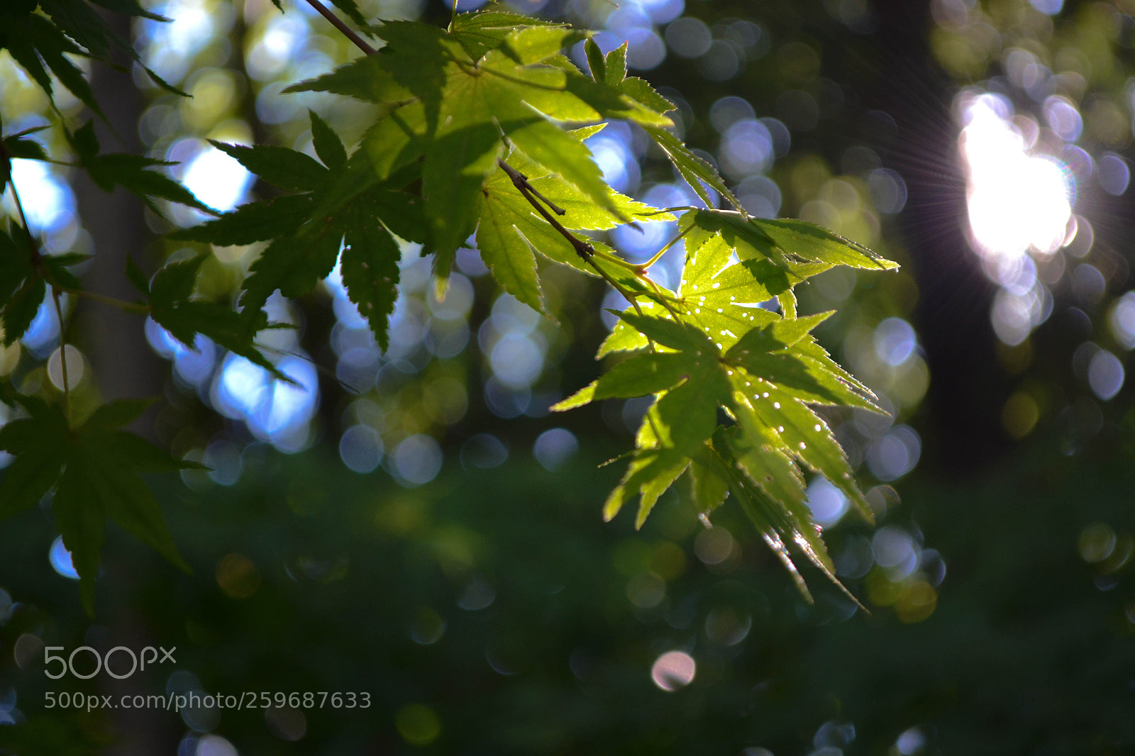 Nikon D3100 sample photo. 23102017-dsc_5002-1.jpg photography