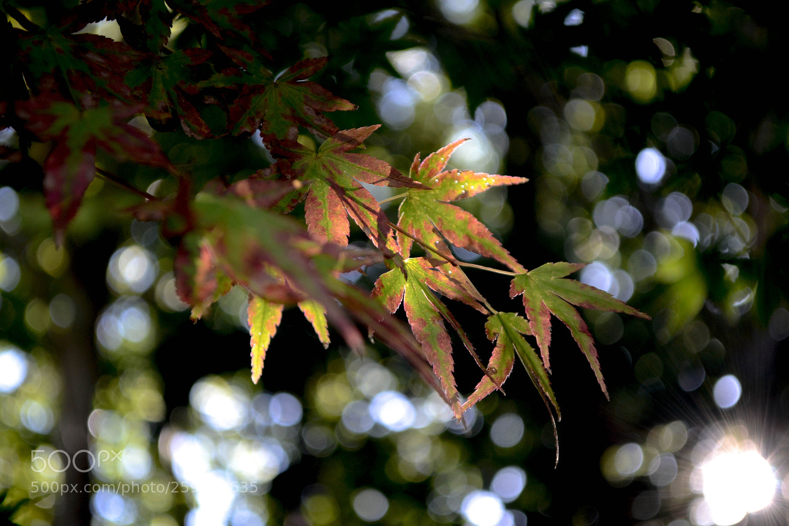 Nikon D3100 sample photo. 23102017-dsc_5003-1.jpg photography