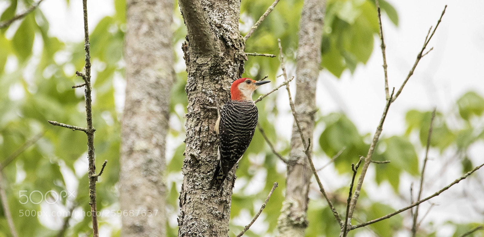 Nikon D810 sample photo. Woodpecker photography