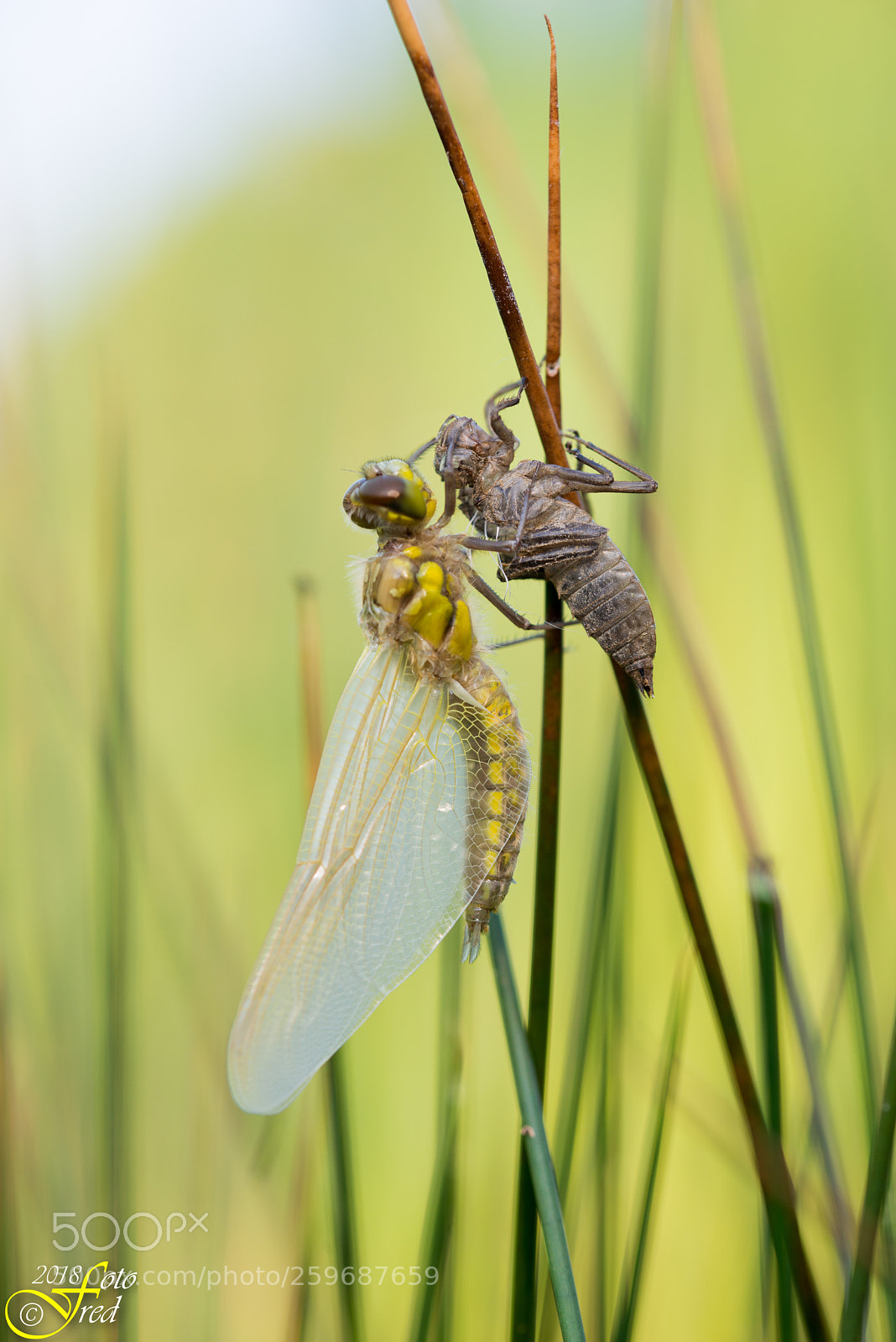 Nikon D800 sample photo. In the last stage photography
