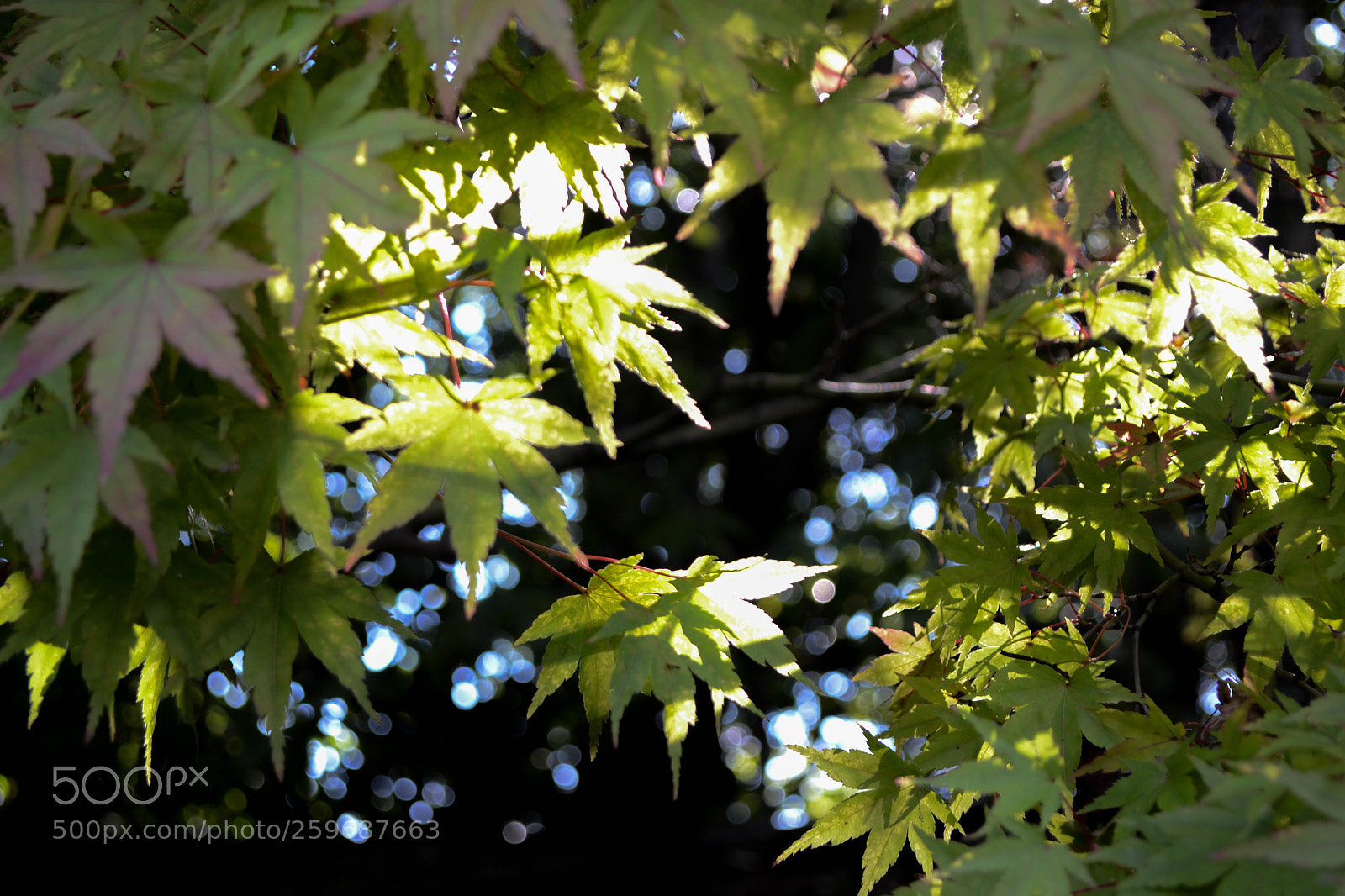 Nikon D3100 sample photo. 23102017-dsc_5004-1.jpg photography
