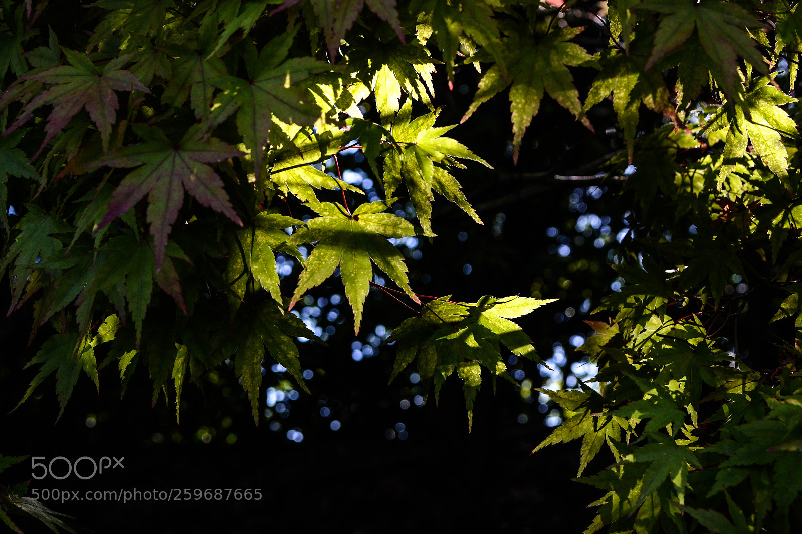 Nikon D3100 sample photo. 23102017-dsc_5005-1.jpg photography