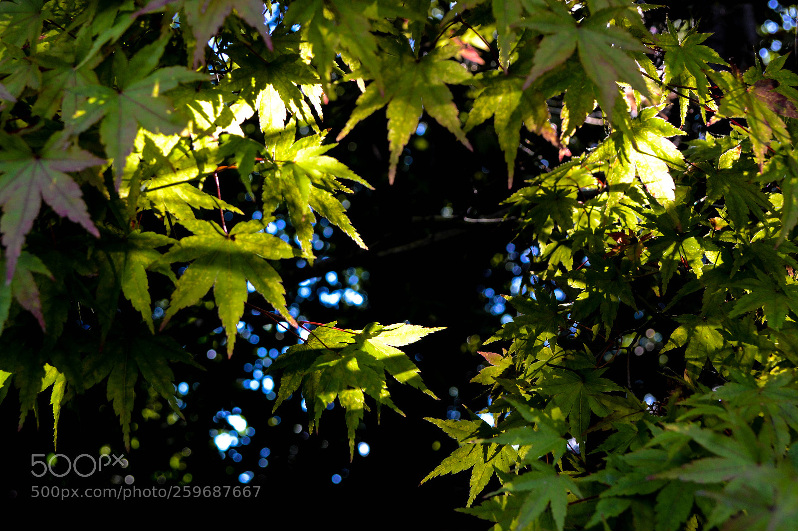 Nikon D3100 sample photo. 23102017-dsc_5006-1.jpg photography