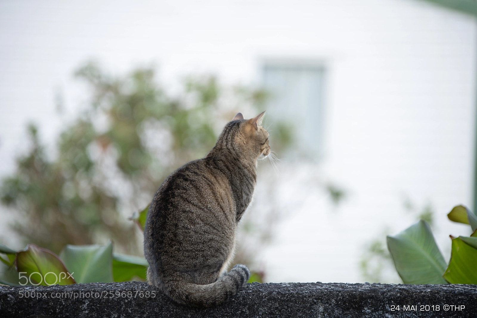 Sony a7 III sample photo. Bella au 200mm f2.8 photography