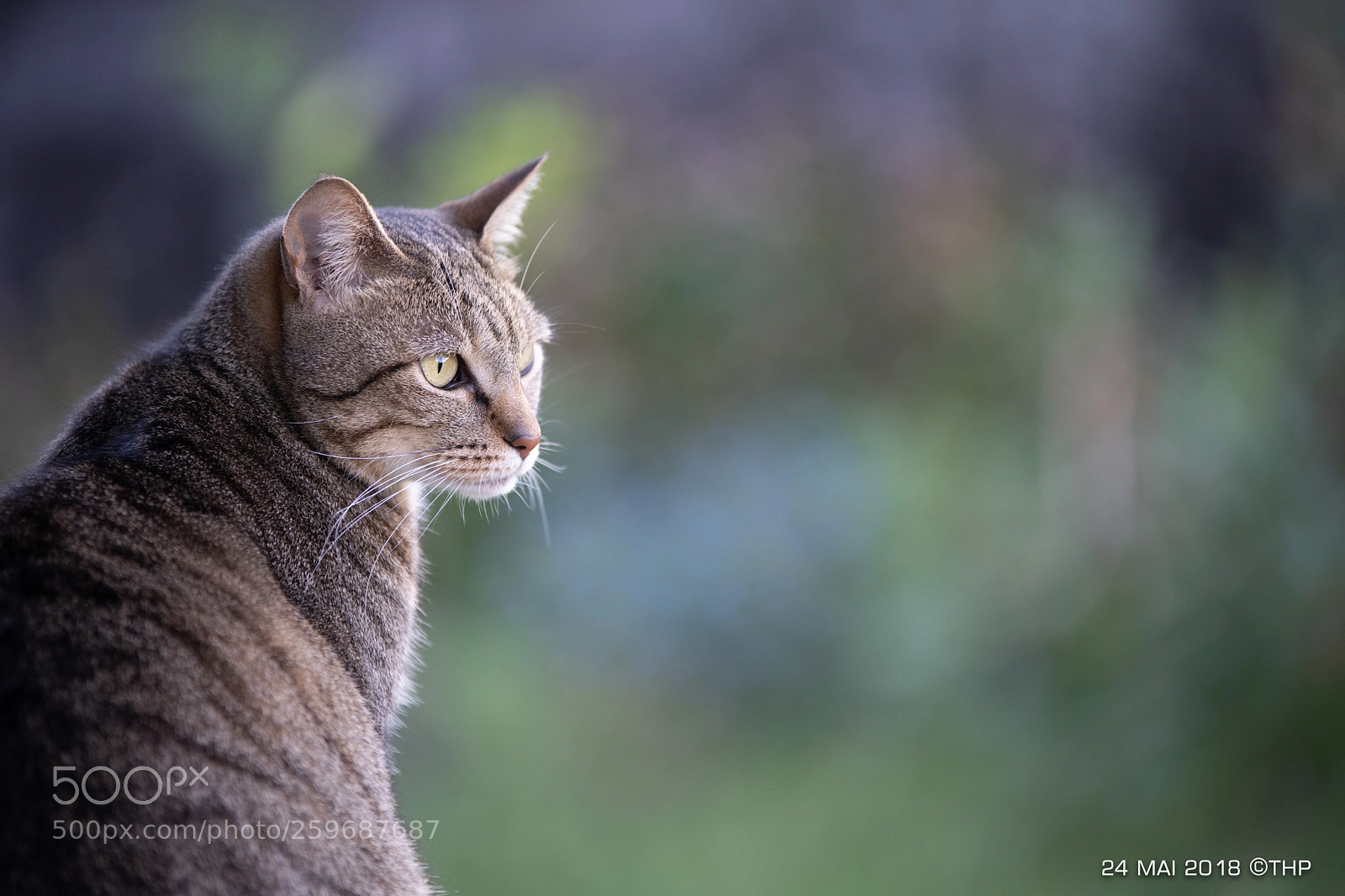 Sony a7 III sample photo. Bella au 200mm f2.8 photography