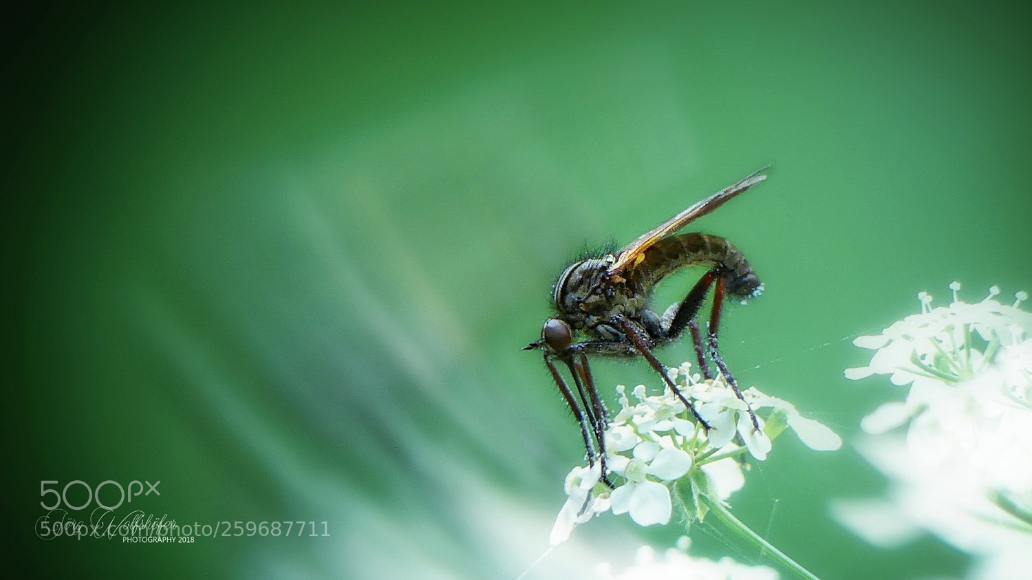 Panasonic Lumix DMC-FZ300 sample photo. Insect photography