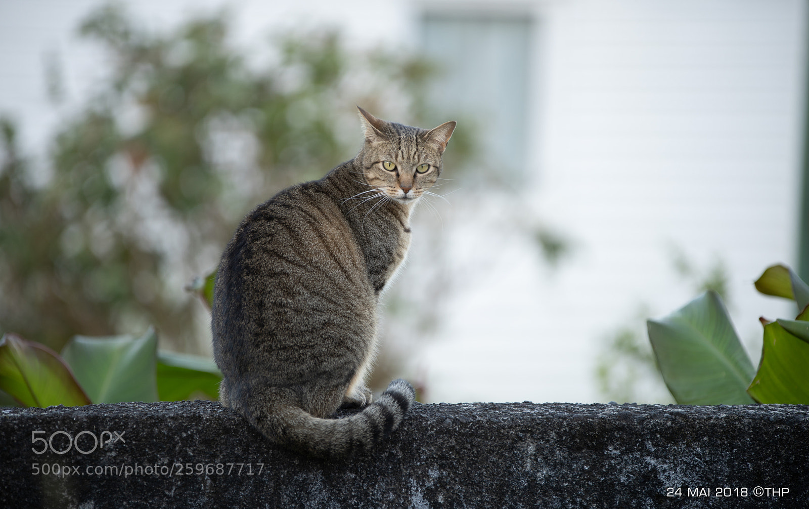 Sony a7 III sample photo. Bella au 200mm f2.8 photography