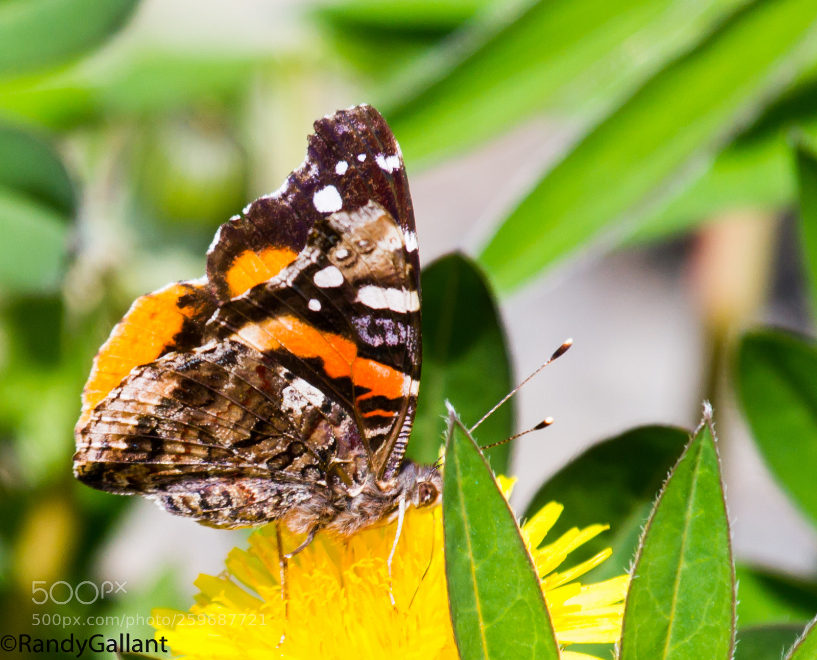 Canon EOS 7D sample photo. Painted lady photography