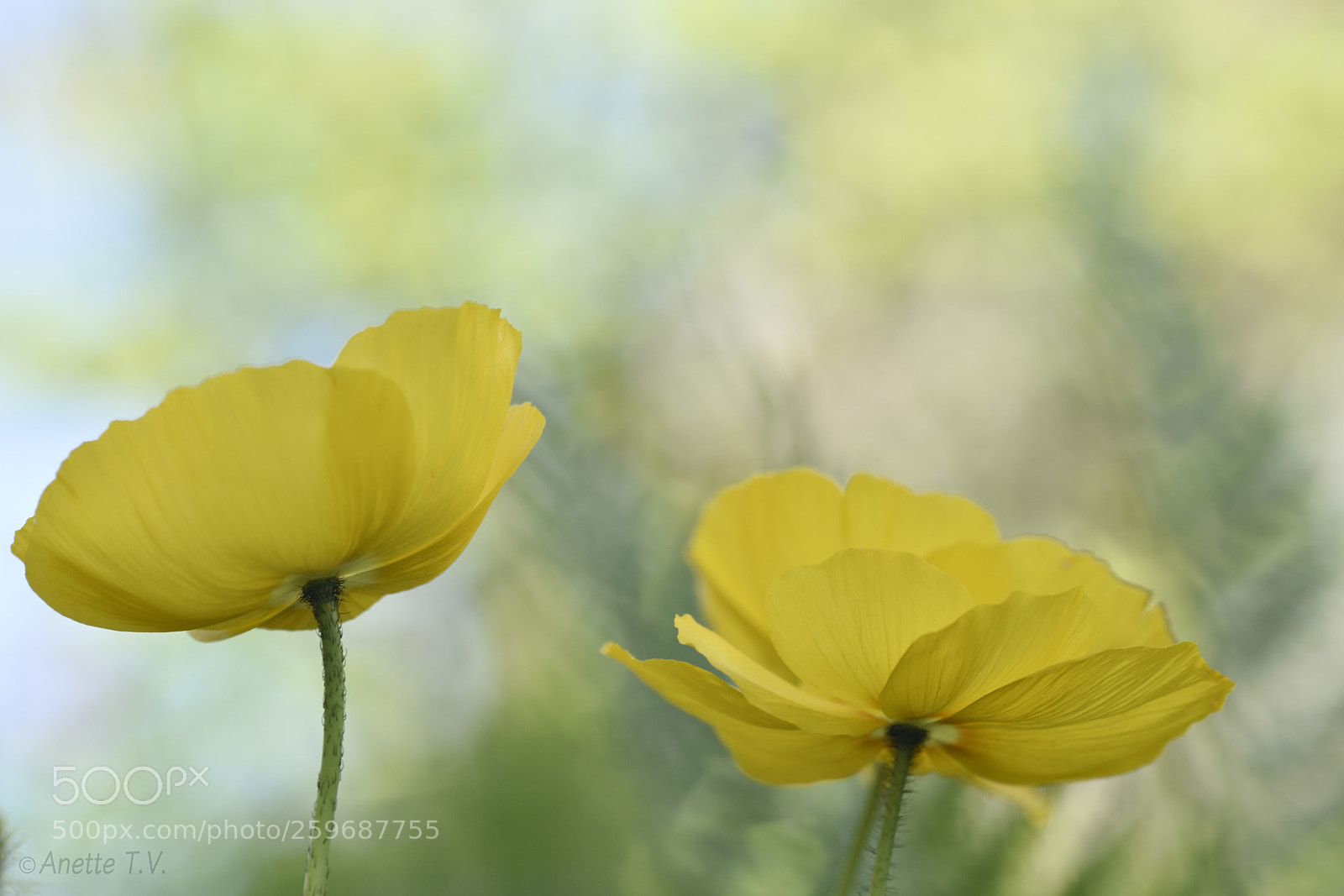 Nikon D5500 sample photo. Yellow poppies. photography