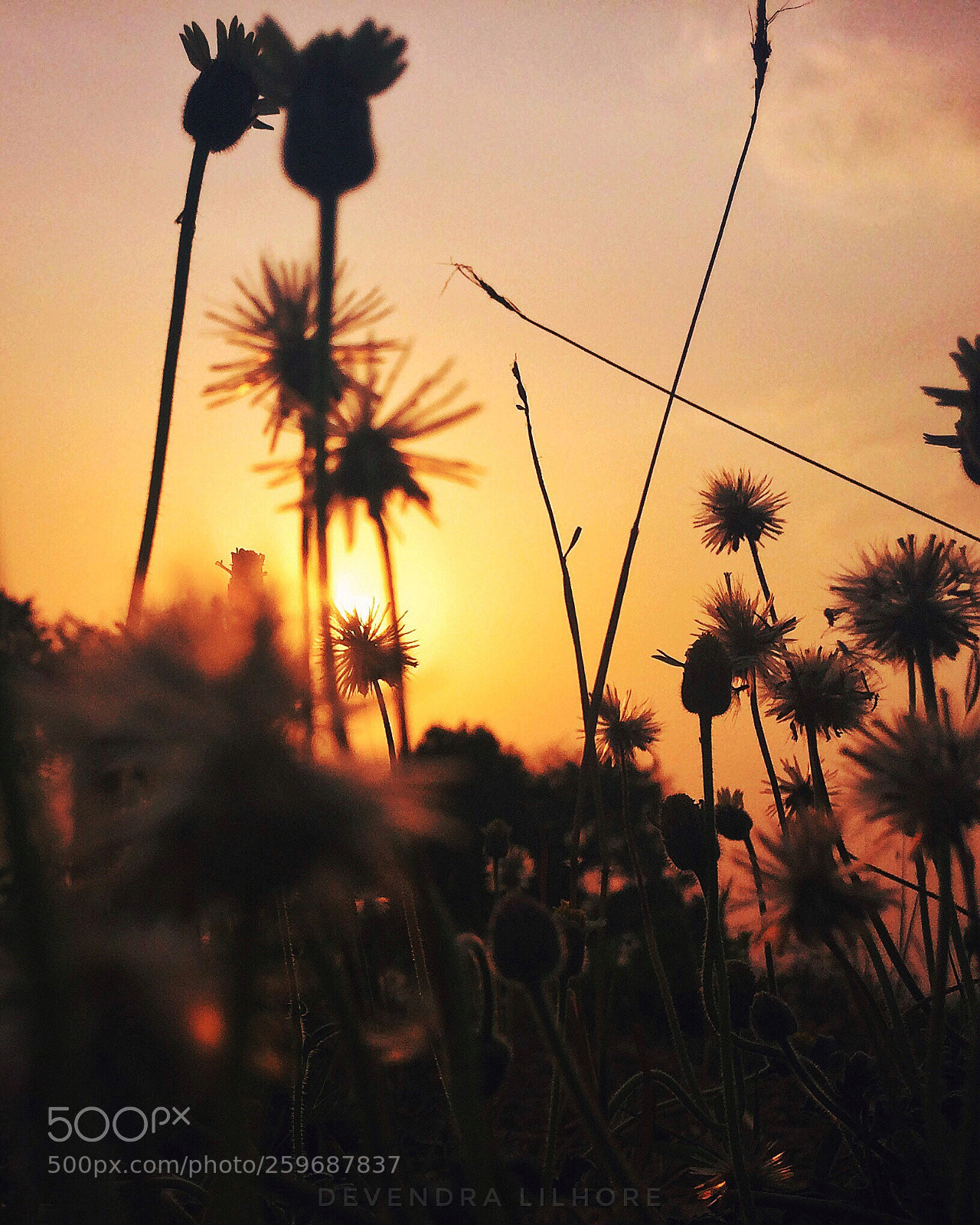 Apple iPhone 5s sample photo. Wild flowers and sunset! photography