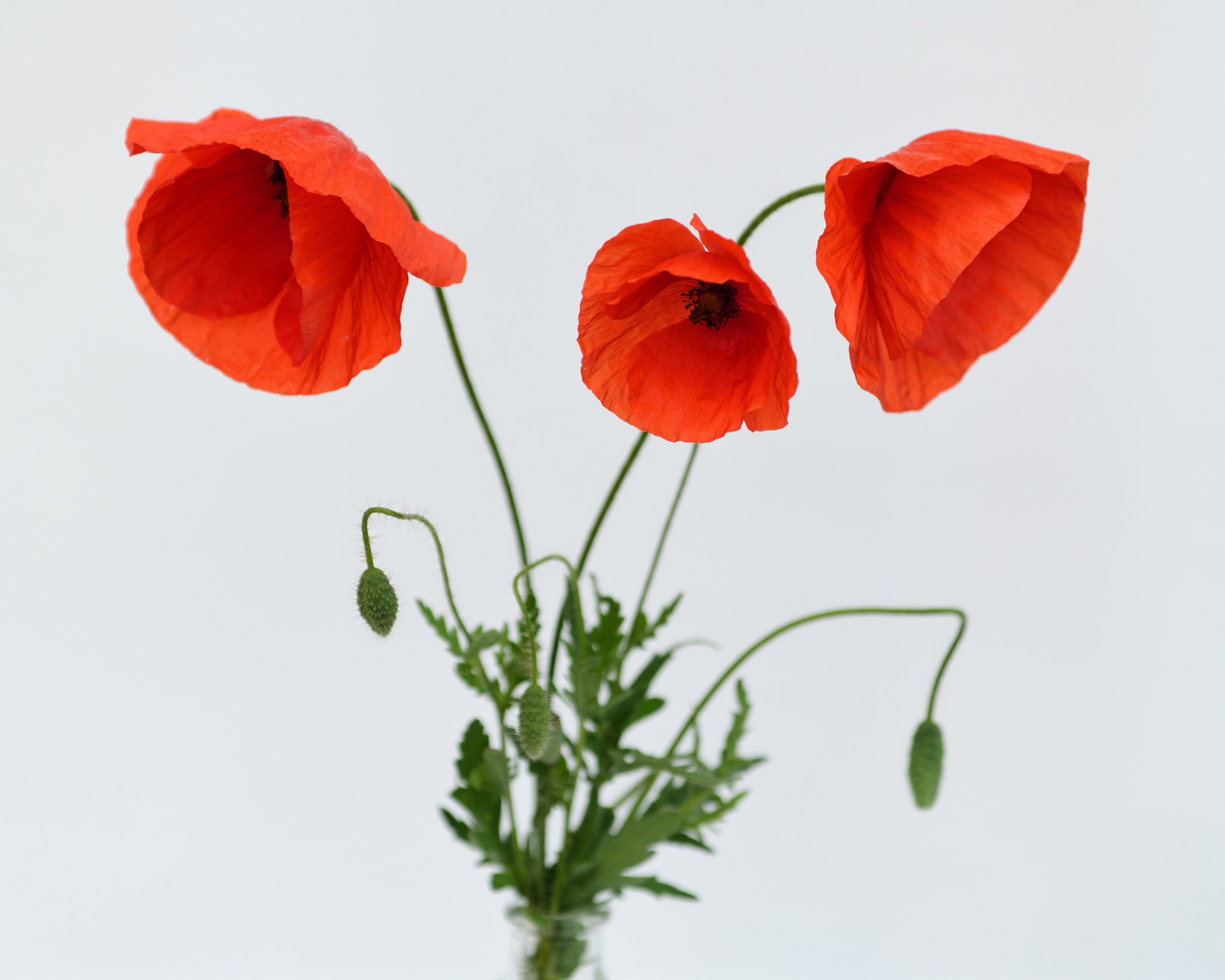 Nikon D850 + Sigma 24-70mm F2.8 EX DG Macro sample photo. Poppy ii photography