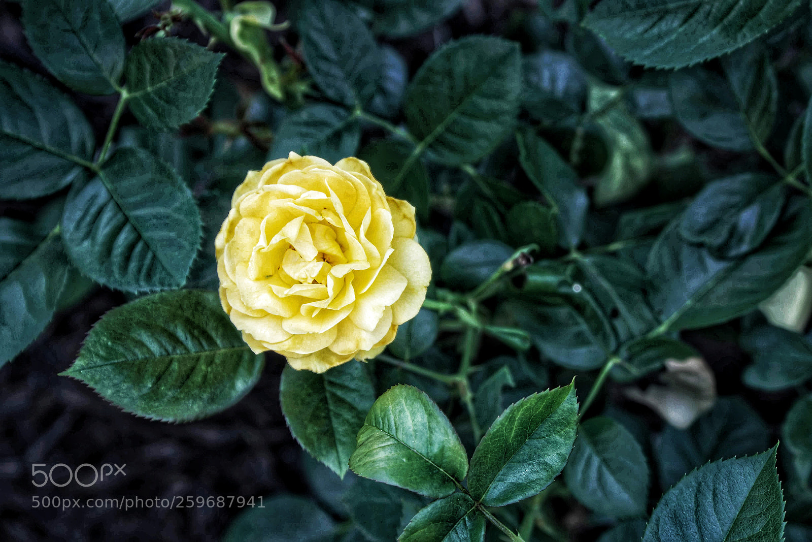 Sony a6000 sample photo. Yellow flower photography
