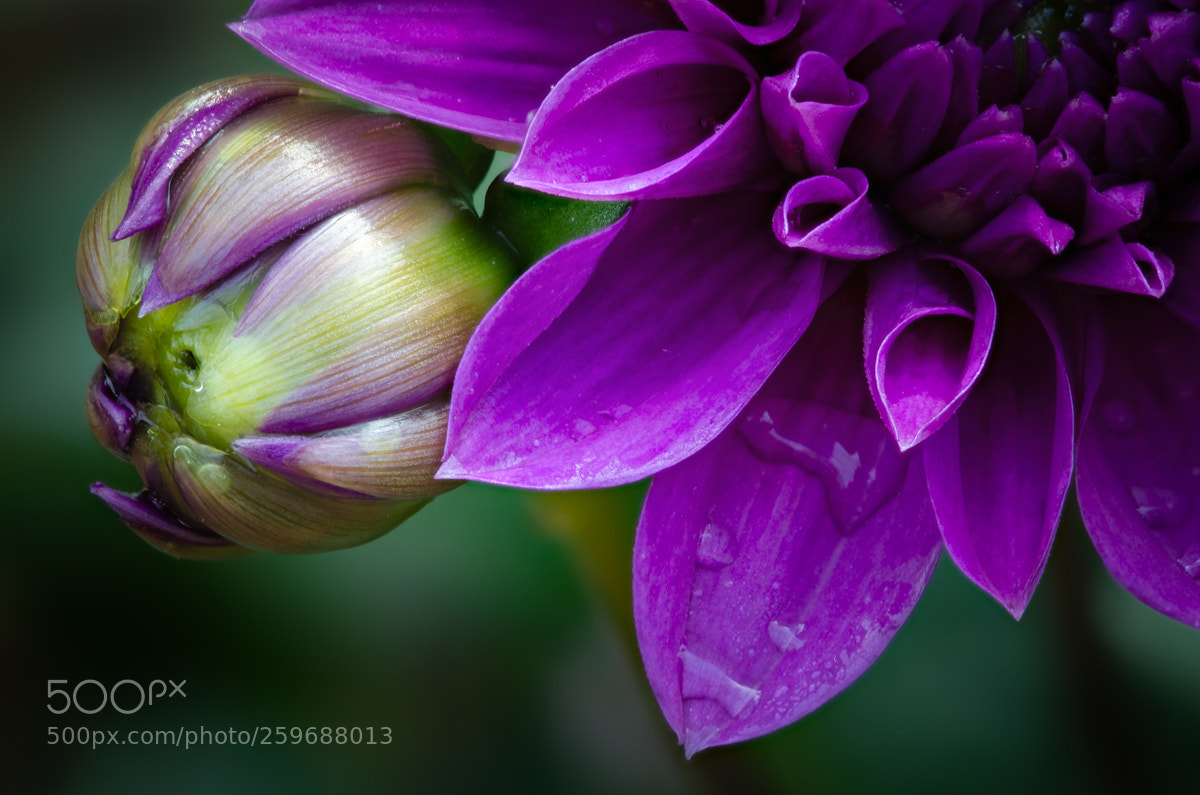 Nikon D5100 sample photo. Purple dahlia photography