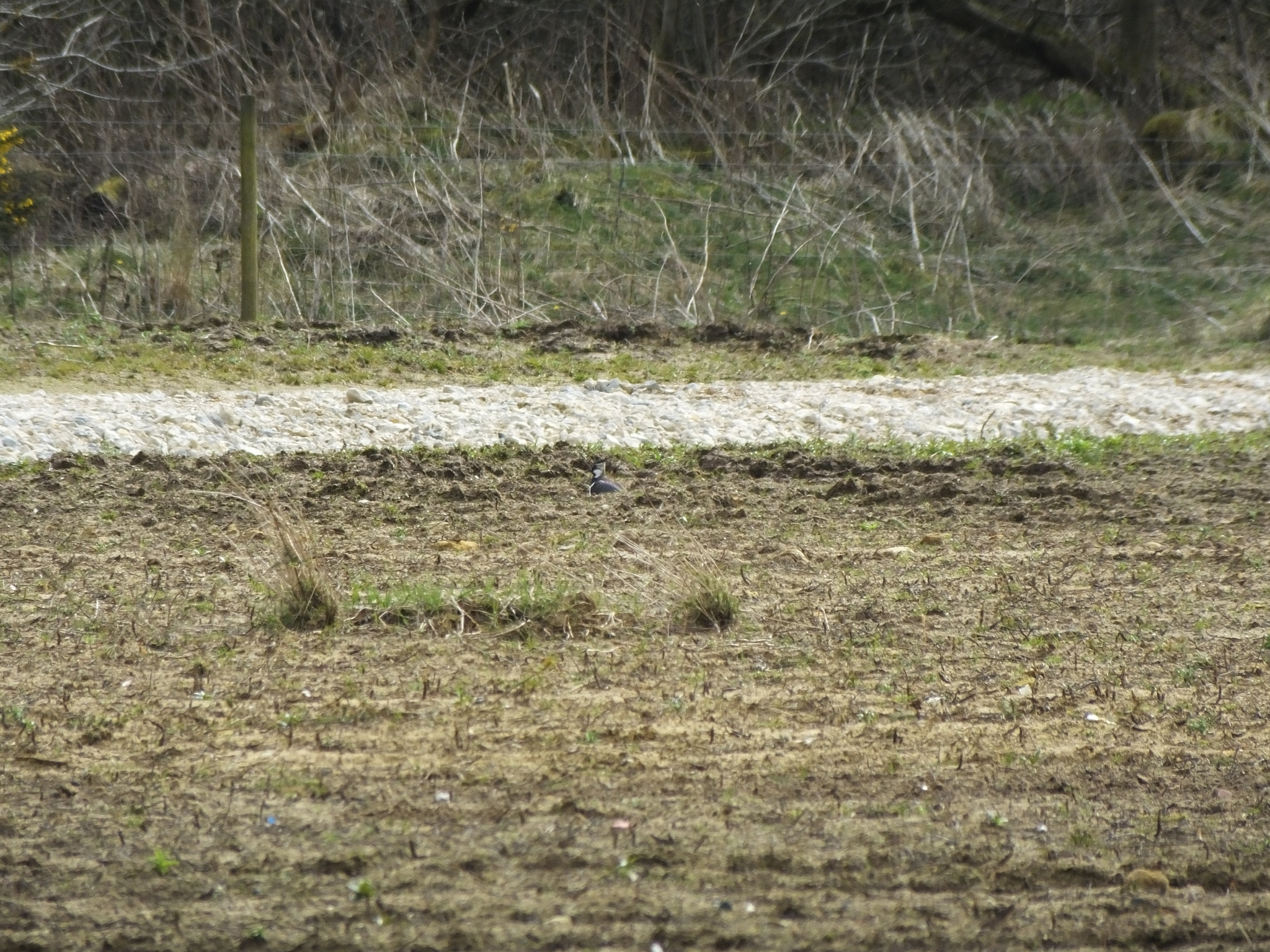 Fujifilm FinePix HS50 EXR sample photo. Spot the lapwing photography