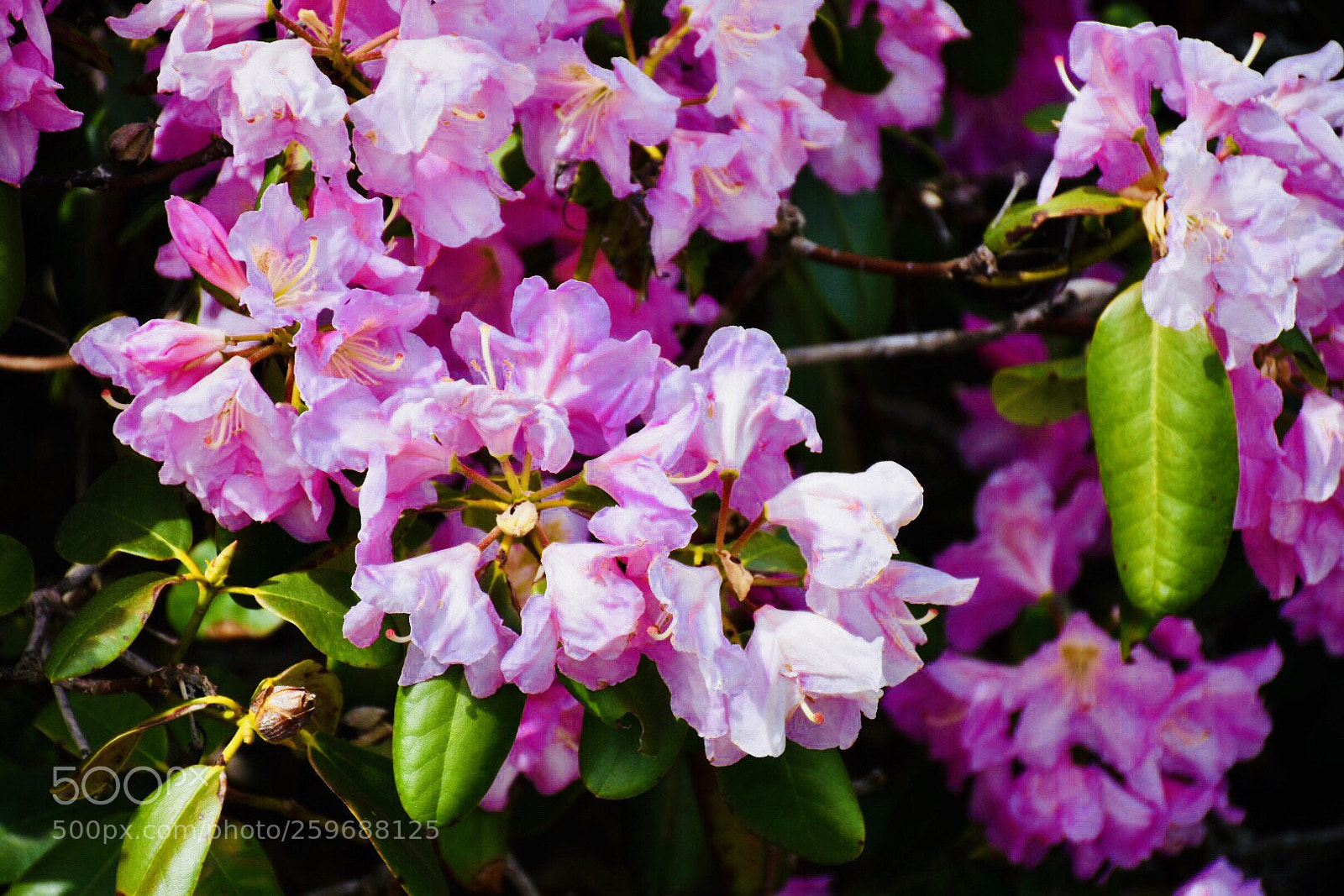 Nikon D7200 sample photo. A little pink photography