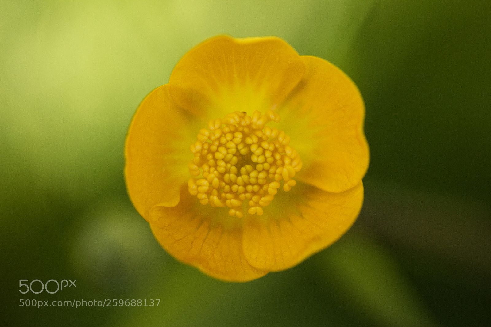 Canon EOS 60D sample photo. Scharfer hahnenfuß (ranunculus acris) photography