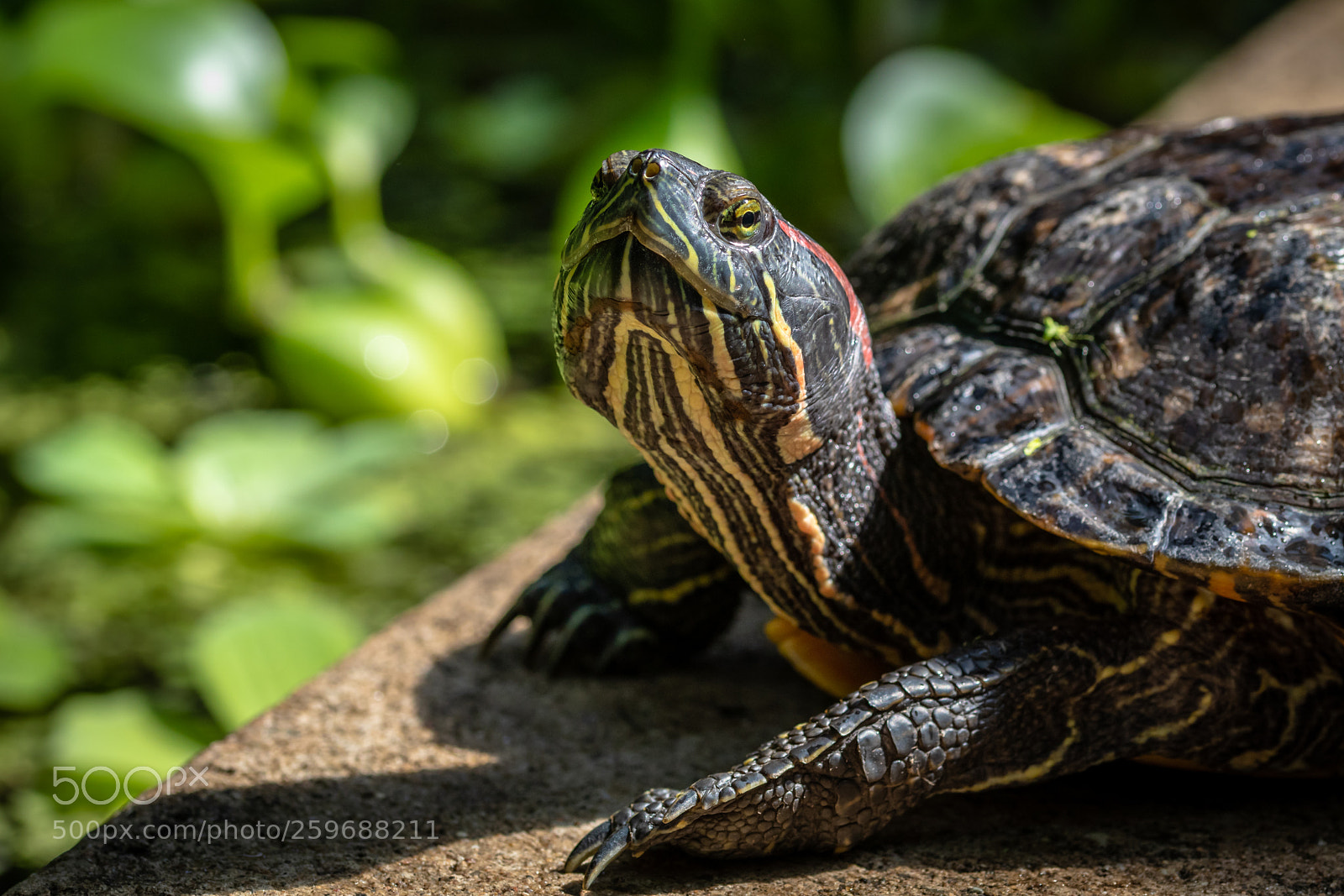 Canon EOS 80D sample photo. Turtle photography