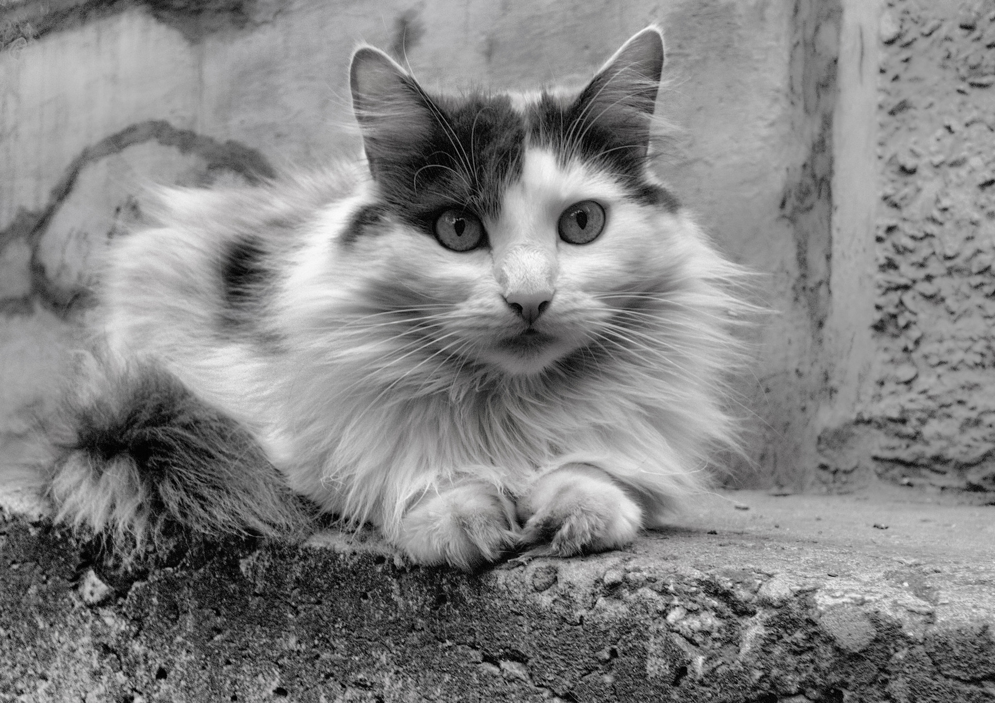 Nokia Lumia 1520 sample photo. Cat photography