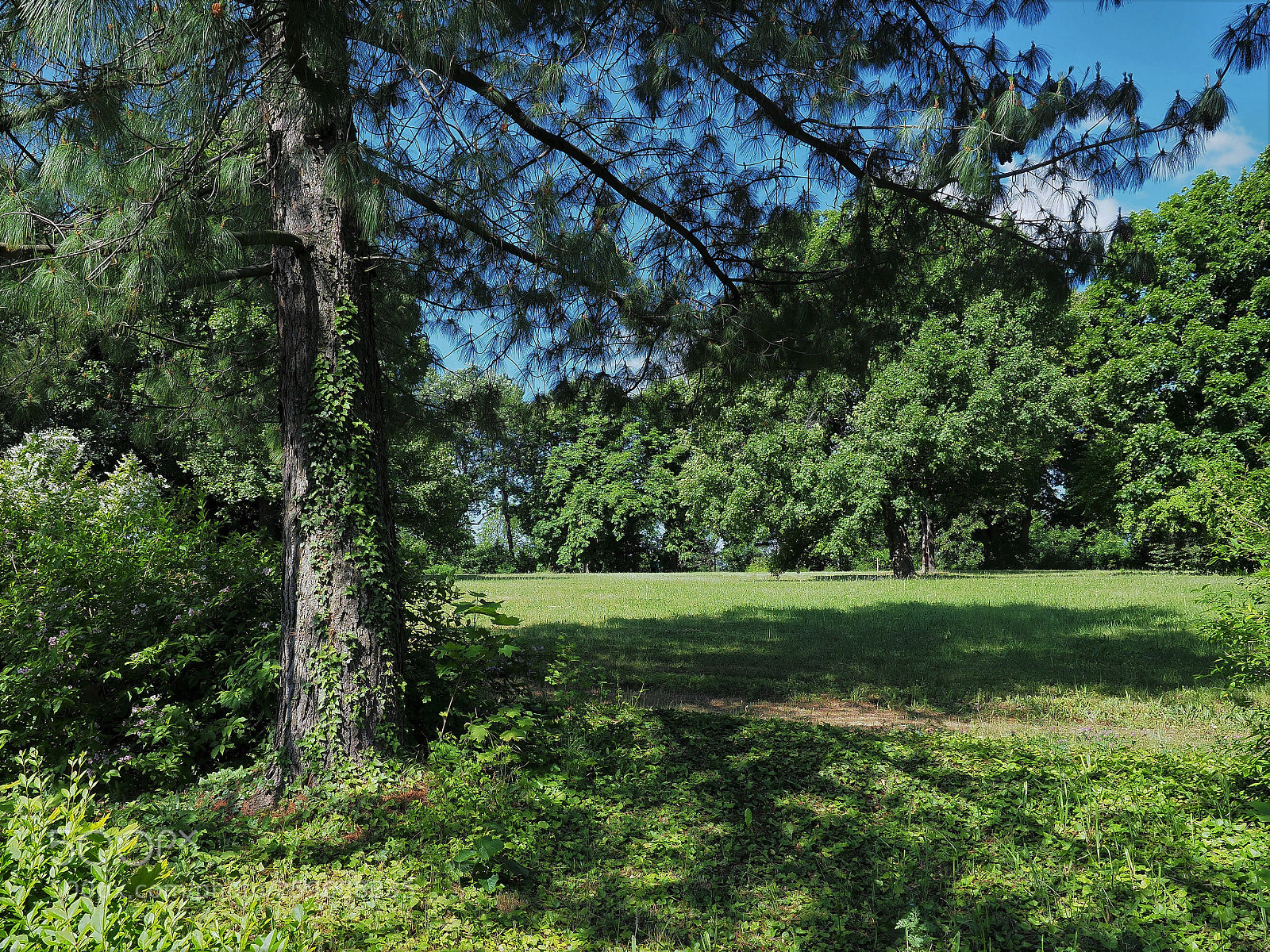 Olympus OM-D E-M1 Mark II sample photo. In green photography