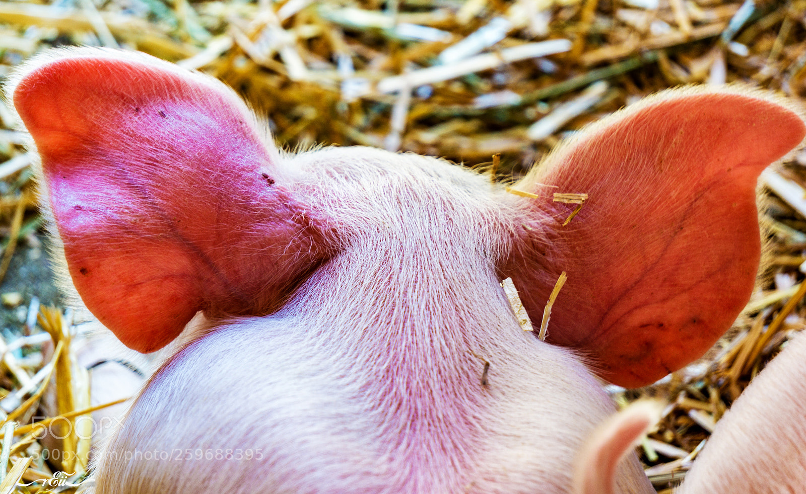 Sony a6000 sample photo. This little piggy photography