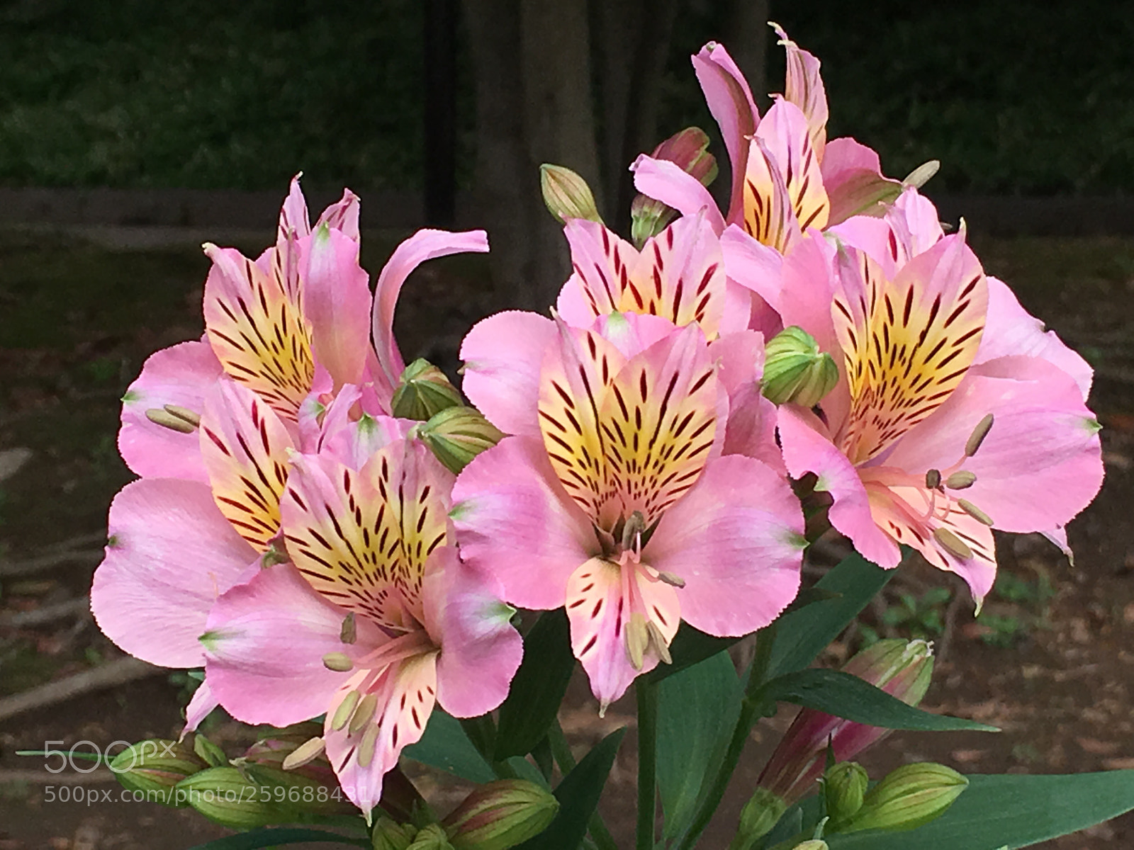 Apple iPhone 6s Plus sample photo. Spring2018 flowers photography
