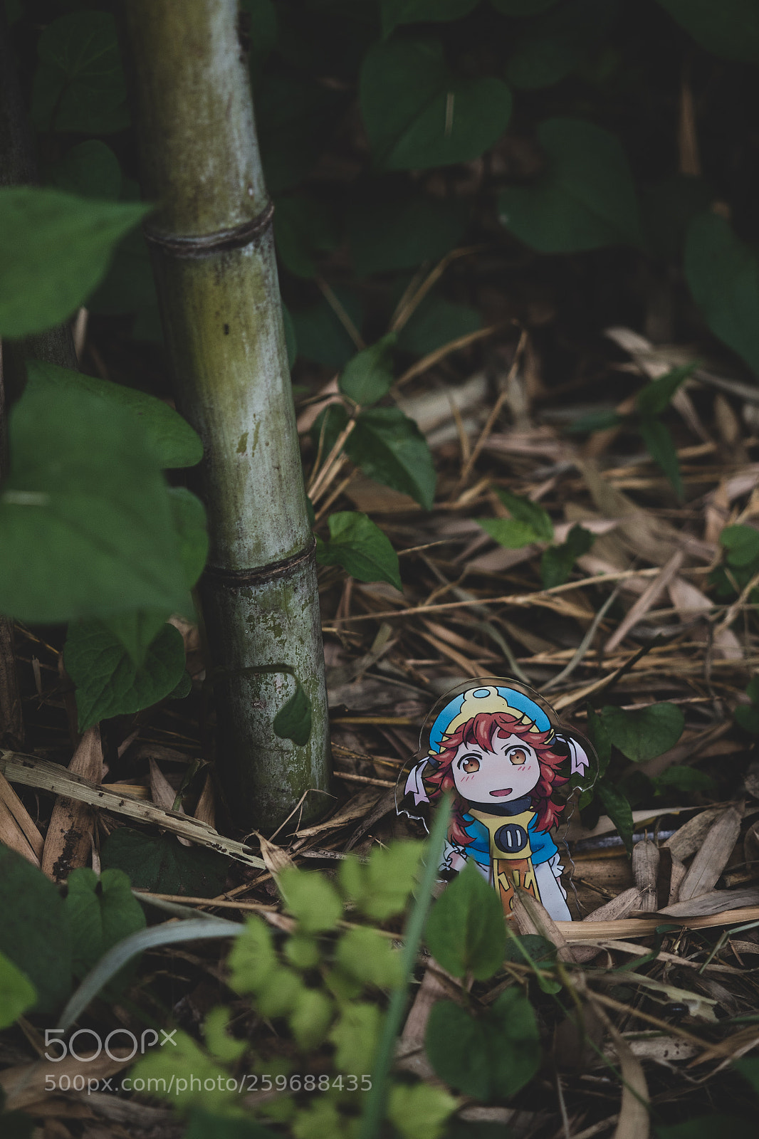 Olympus OM-D E-M5 II sample photo. Bamboo&"hakumei" photography