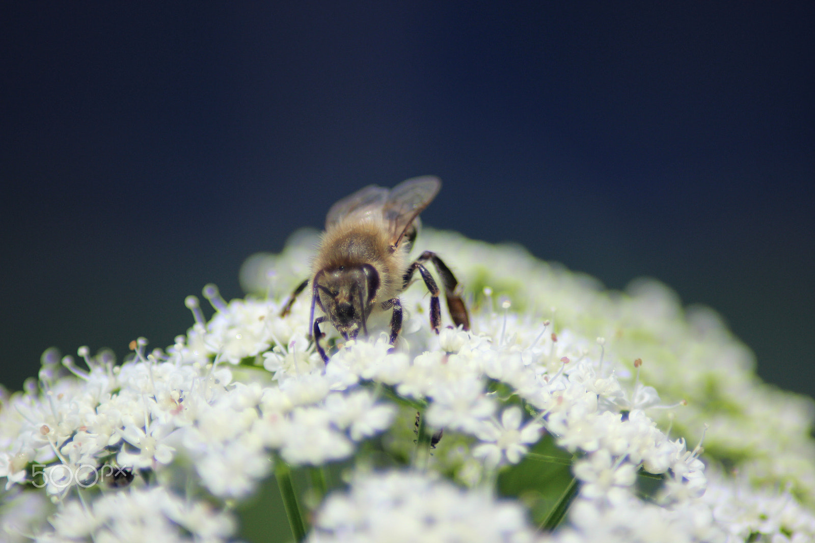 Canon EOS 600D (Rebel EOS T3i / EOS Kiss X5) sample photo. Bee in detail at close-up photography