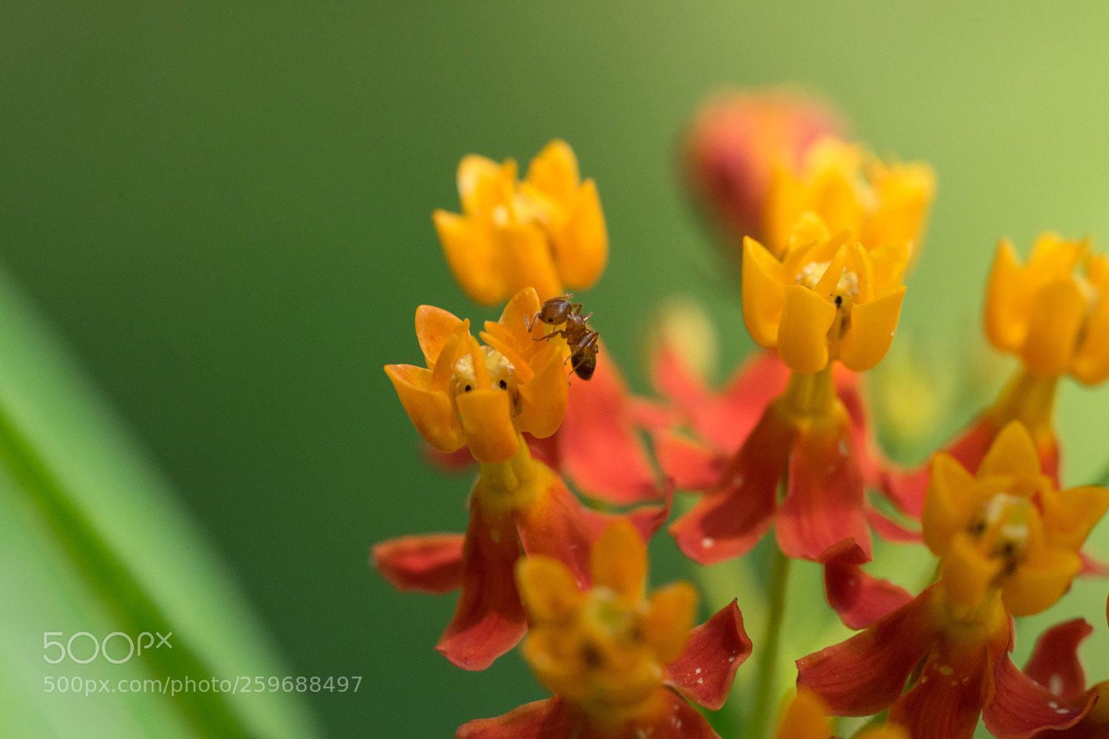 Sony a7 II sample photo. Flower and ant photography