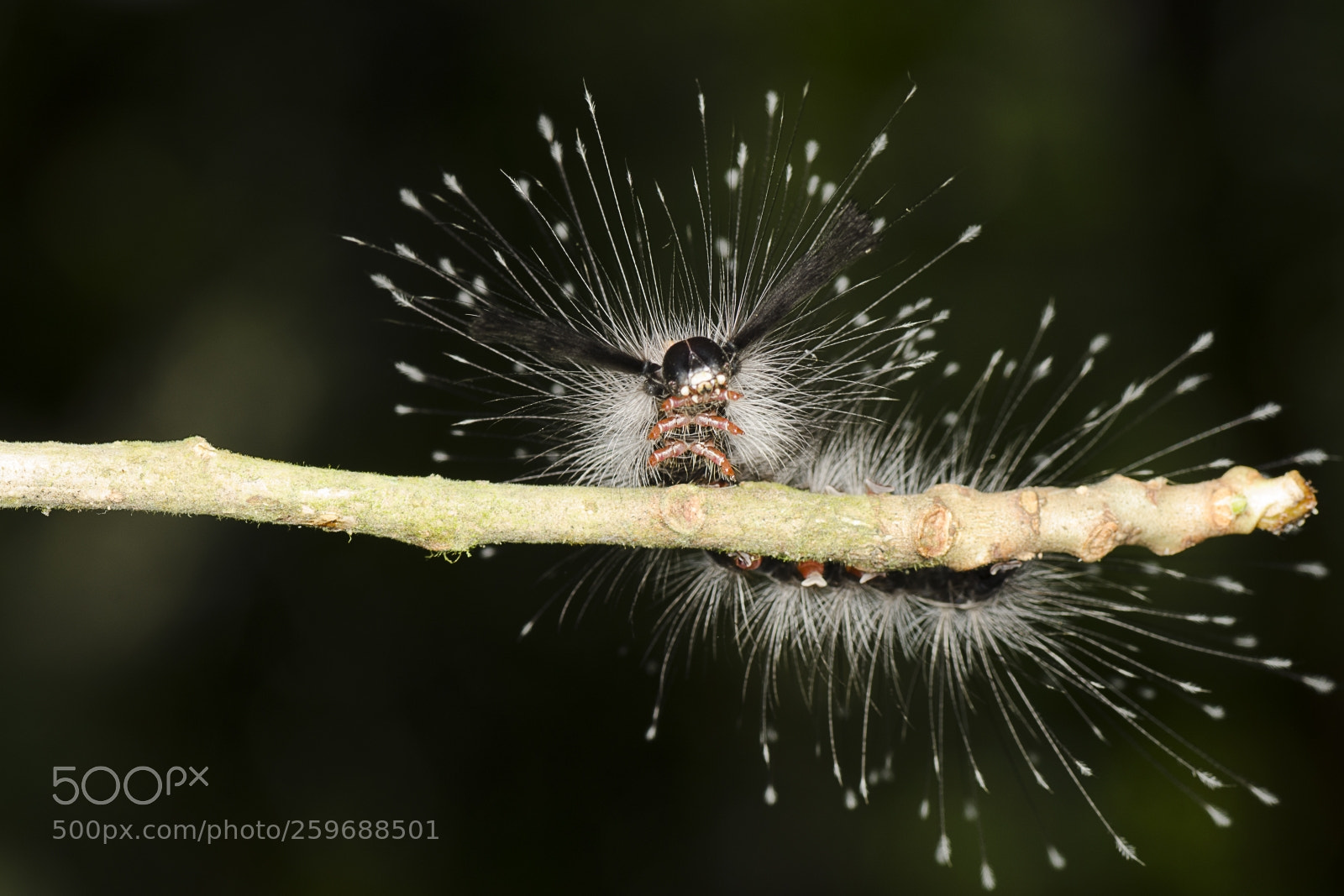 Nikon D7000 sample photo. Caterpillar photography