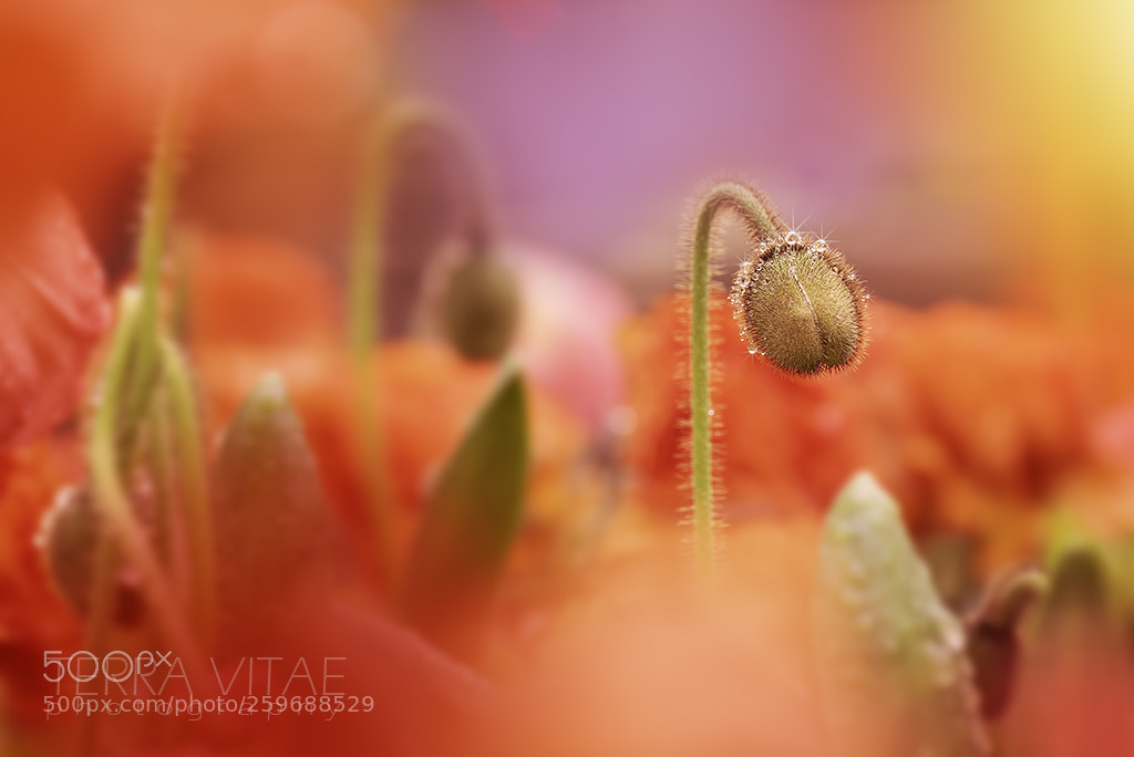 Nikon D750 sample photo. Poppy at dawn photography