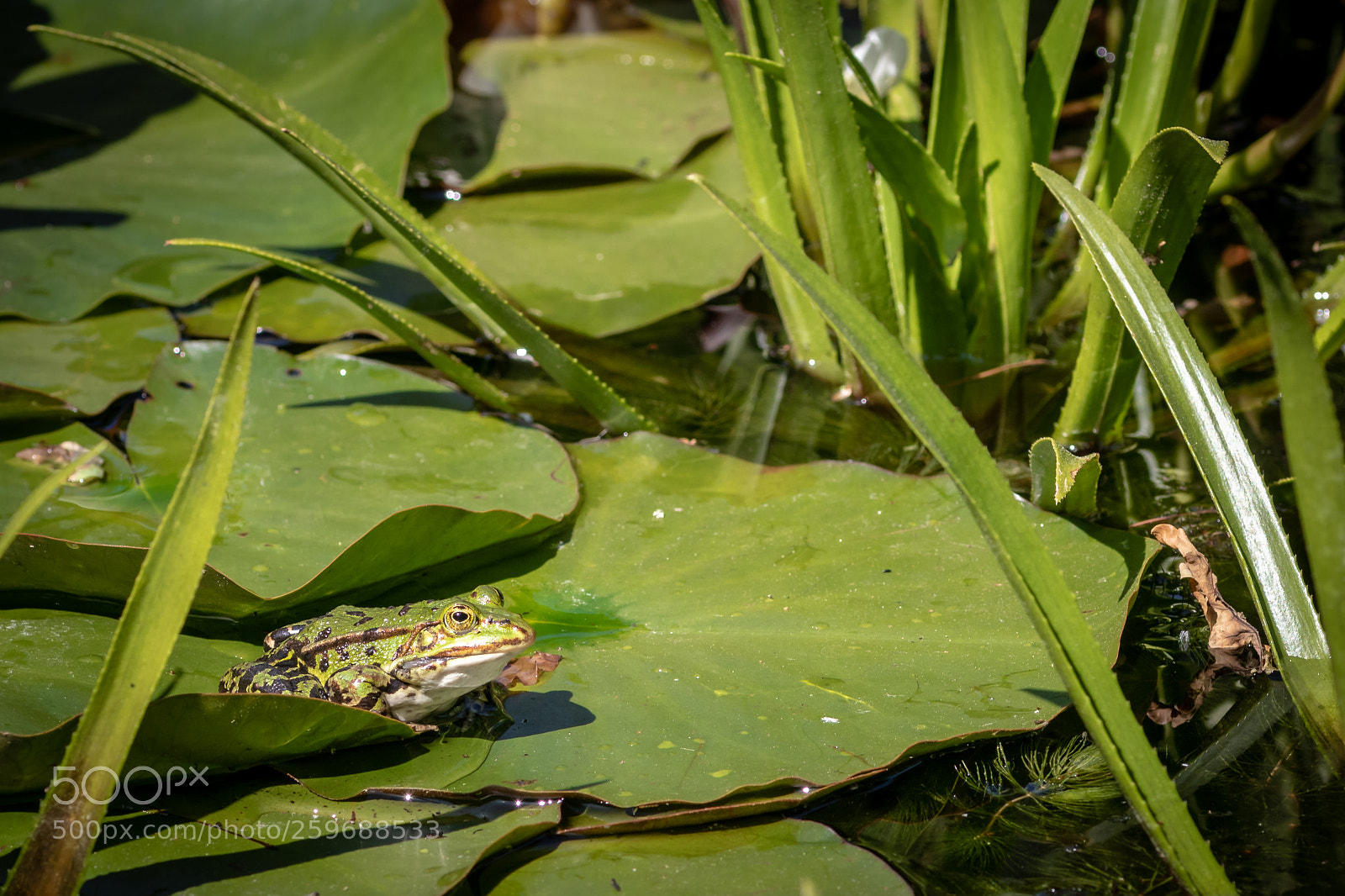 Canon EOS 80D sample photo. Frog photography