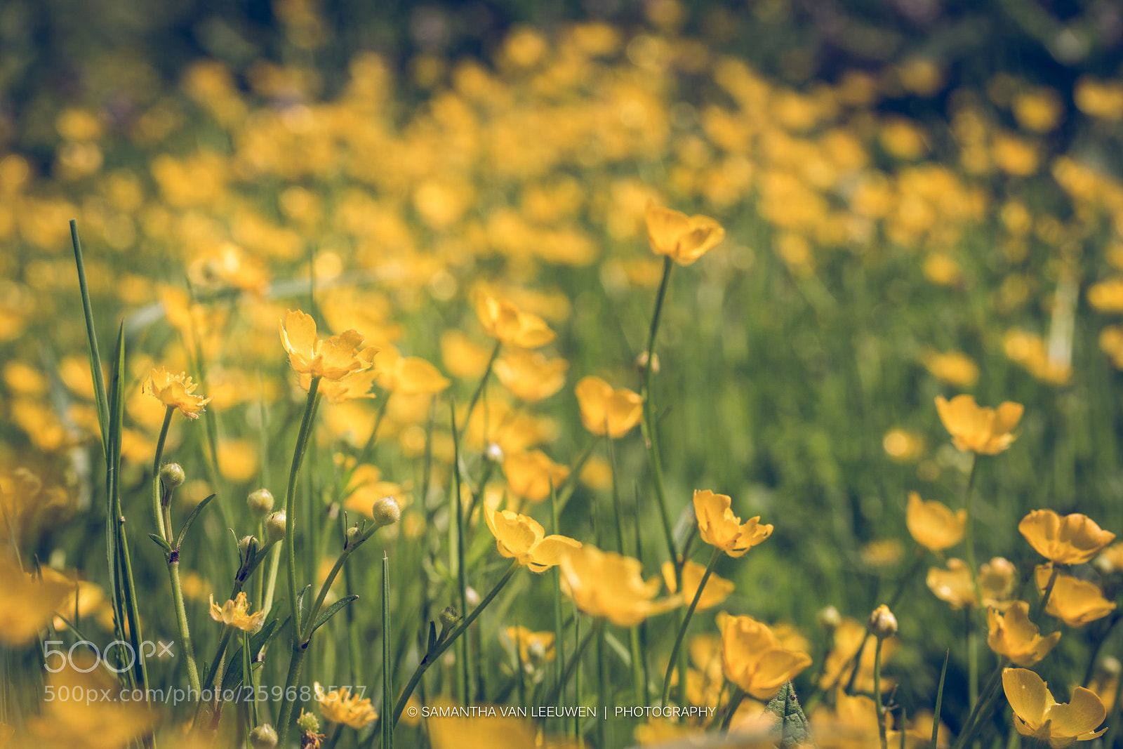 Nikon D7100 sample photo. Spring is here photography