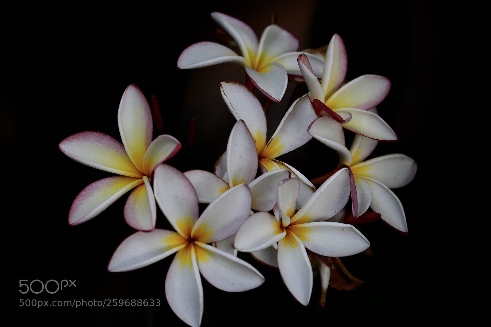 Canon EOS-1D Mark IV sample photo. Untitled photography