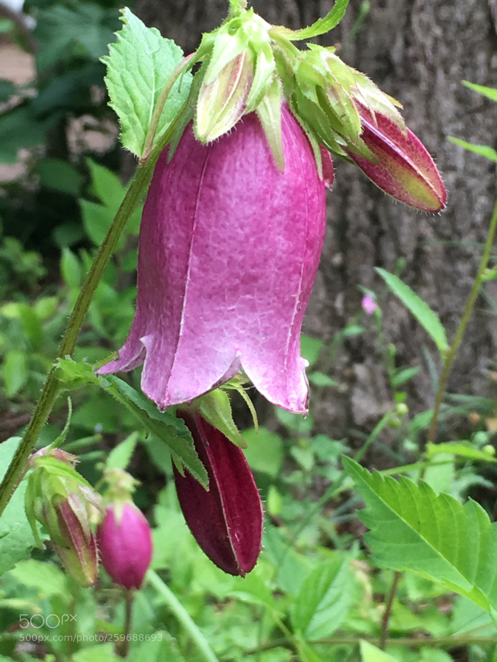 Apple iPhone 6s Plus sample photo. Spring2018 flowers photography