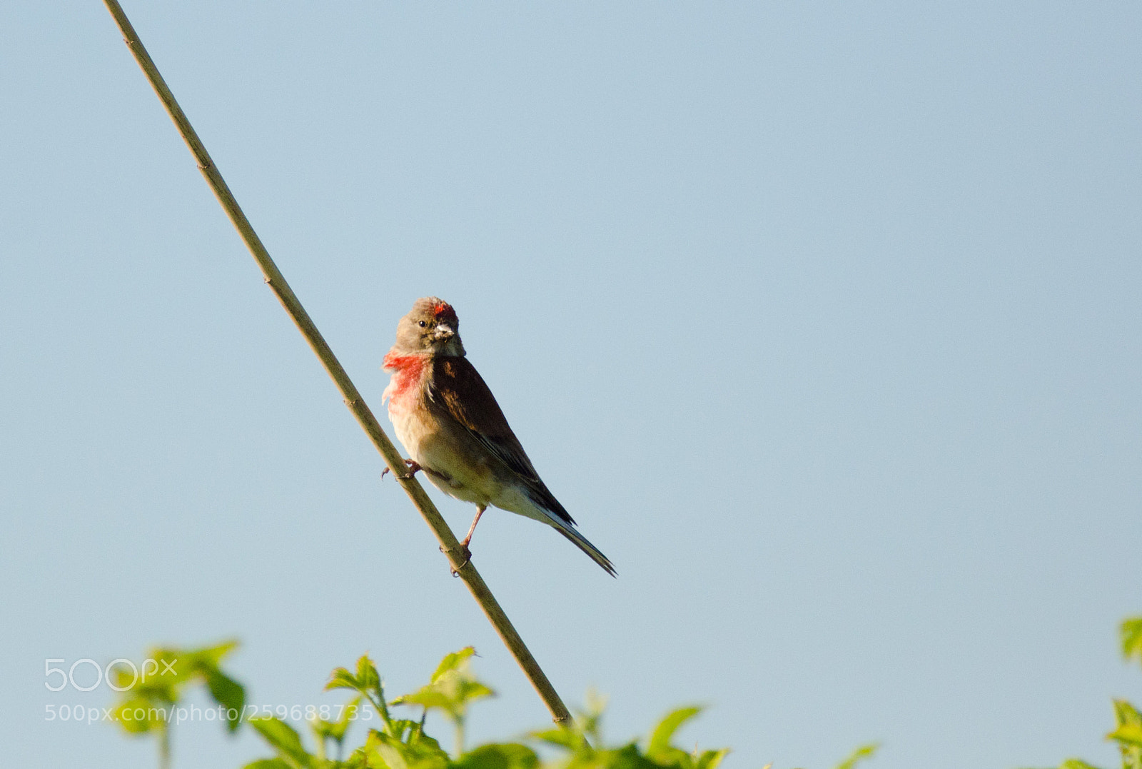 Nikon D7000 sample photo. Kneu/linnet photography