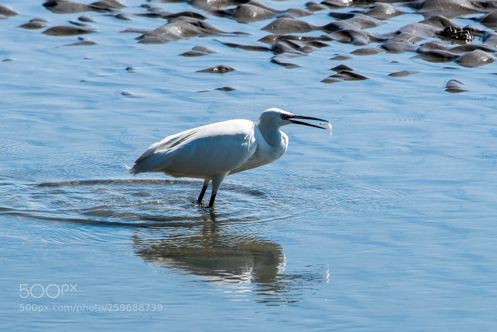 Nikon D750 sample photo. The egret gets a photography