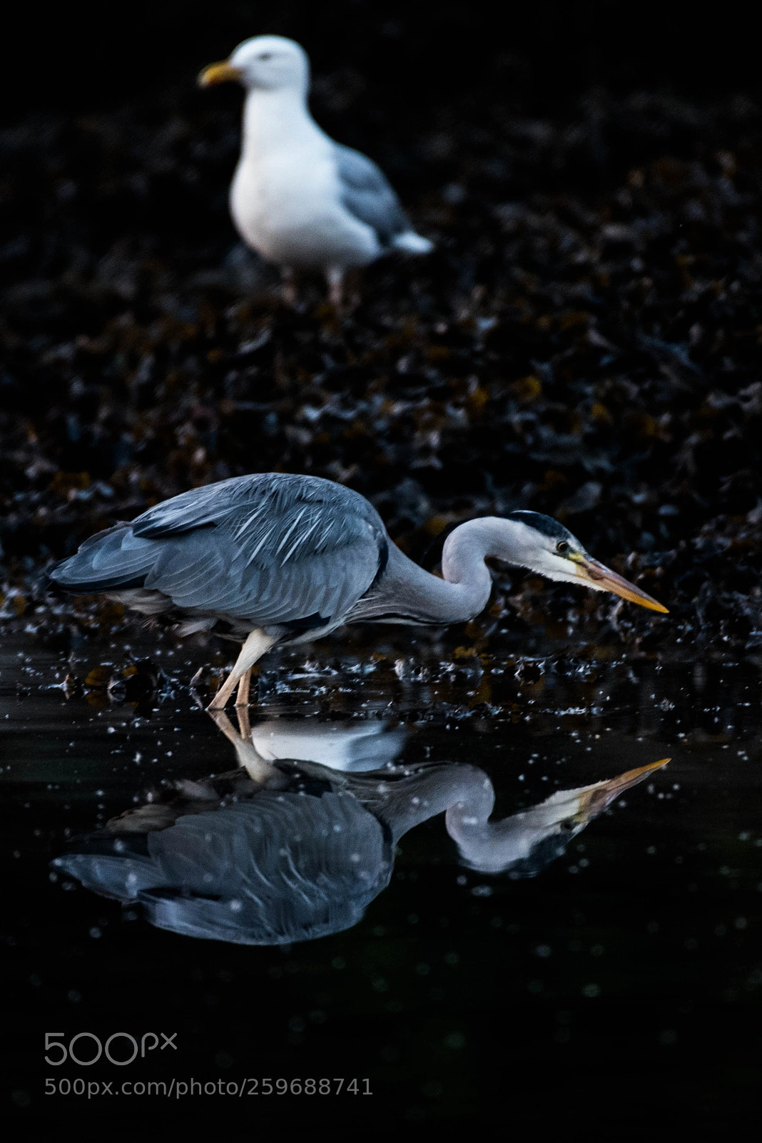 Nikon D750 sample photo. Heron and seagull photography