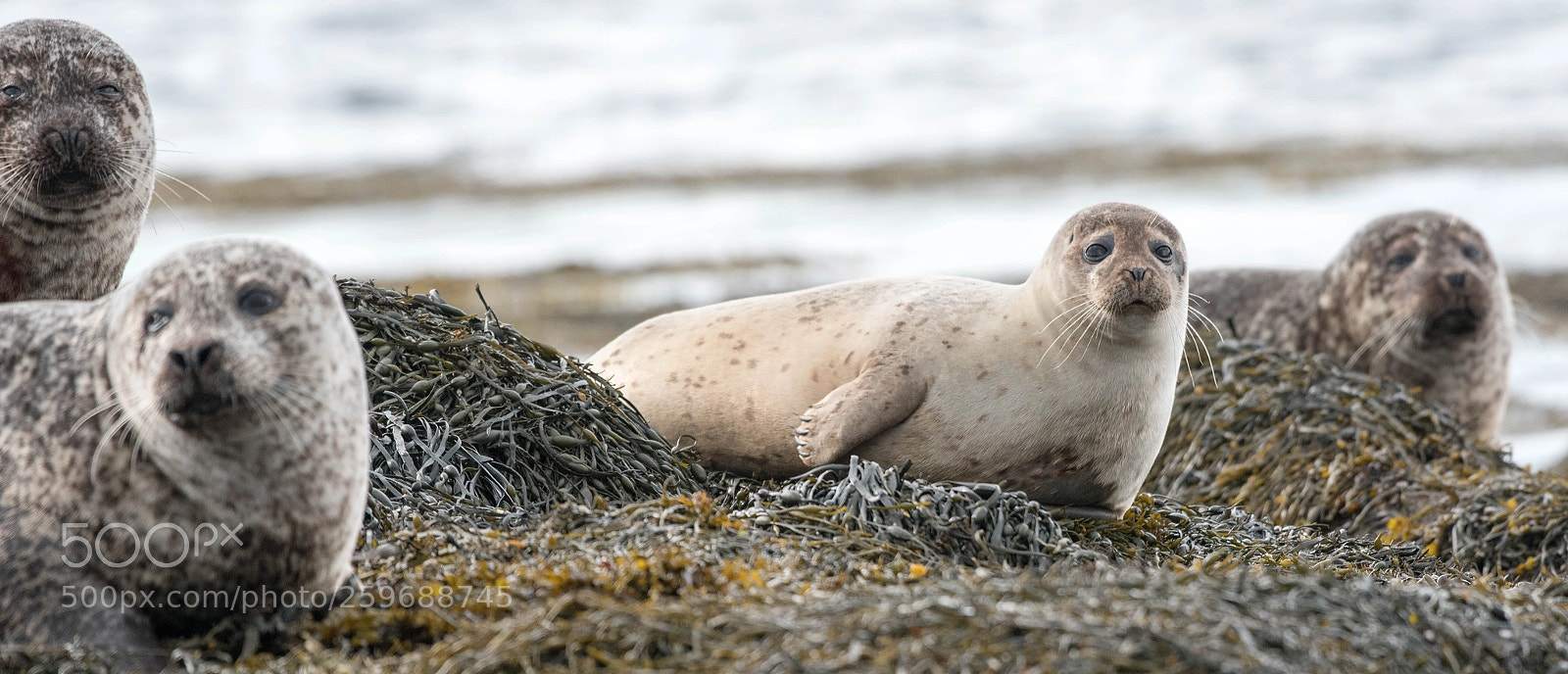 Nikon D750 sample photo. Seals on an island photography
