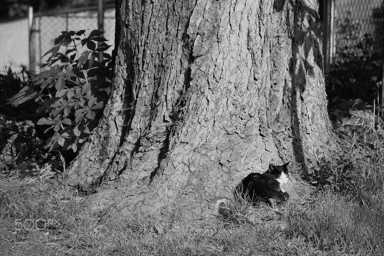 Nikon D5300 sample photo. Little cat resting under tree in czech village of libesice during spring morning with black and... photography