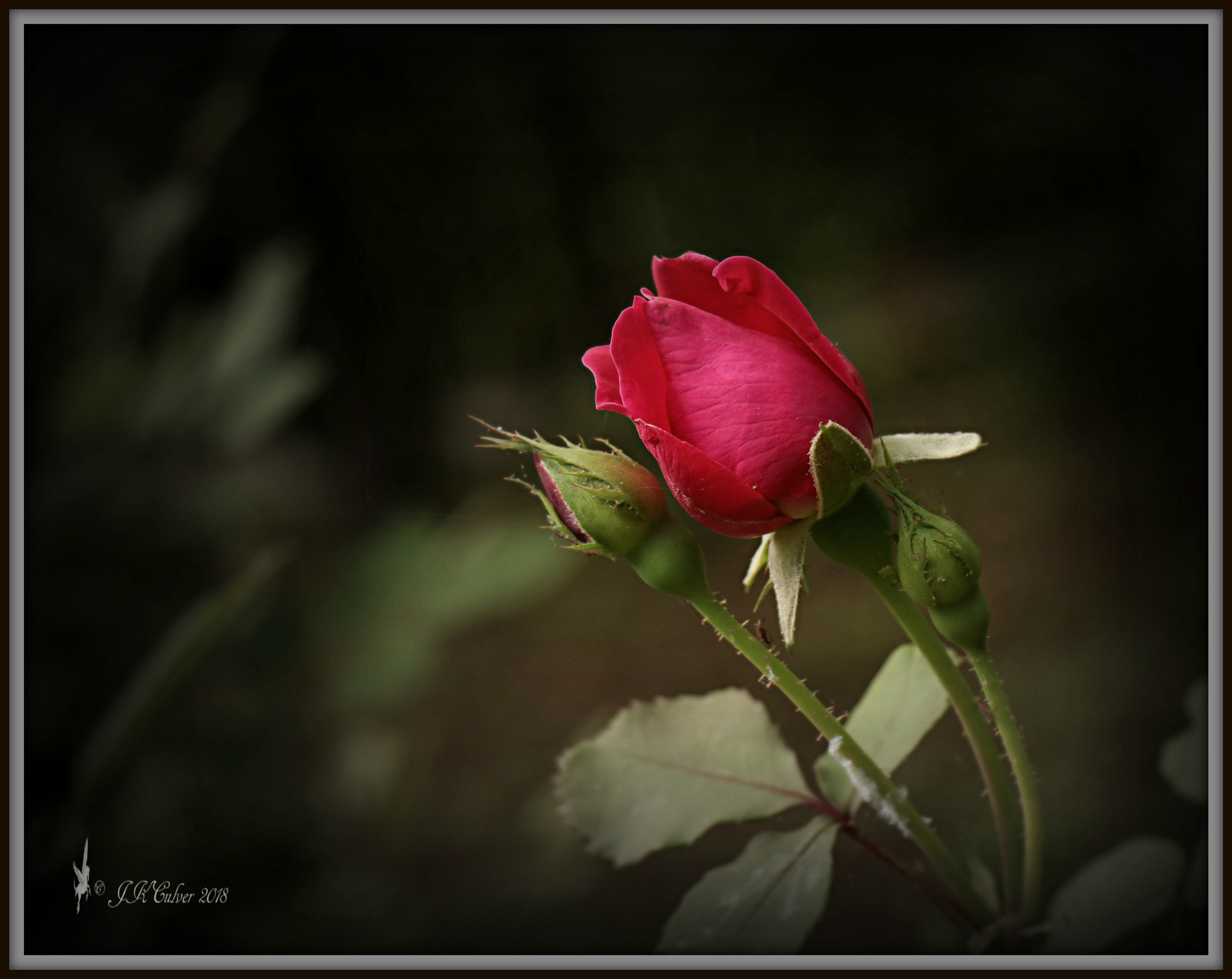 Canon EOS 77D (EOS 9000D / EOS 770D) sample photo. Remember photography