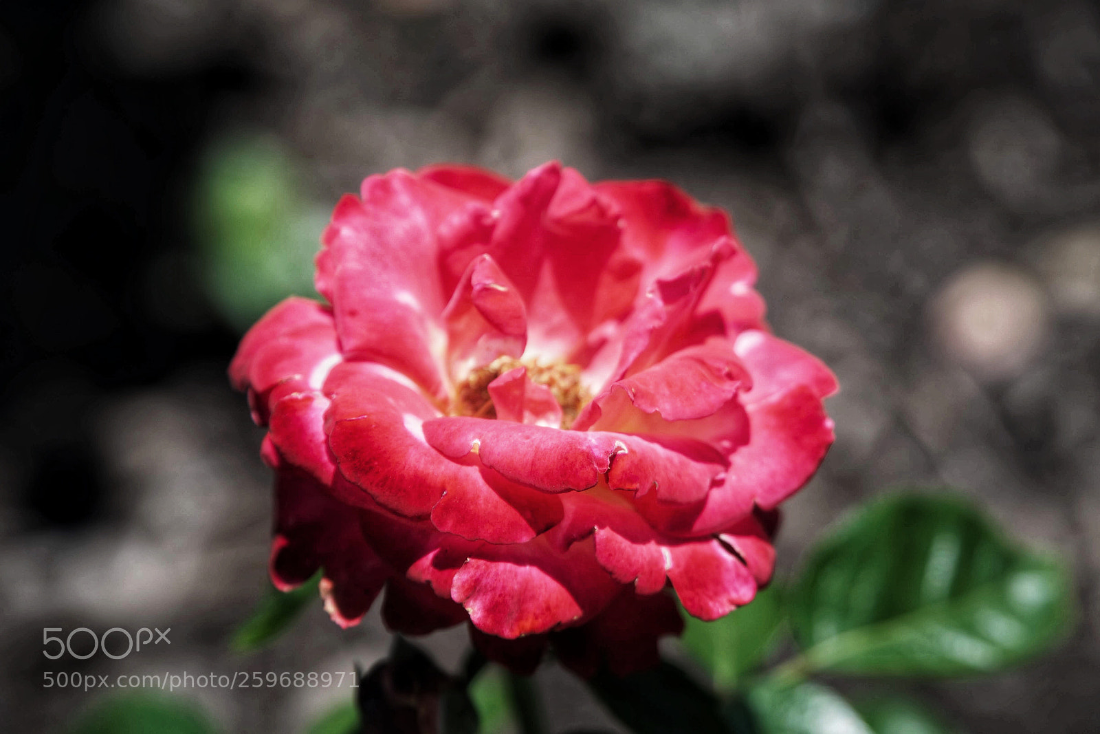 Sony a6000 sample photo. Red flower photography