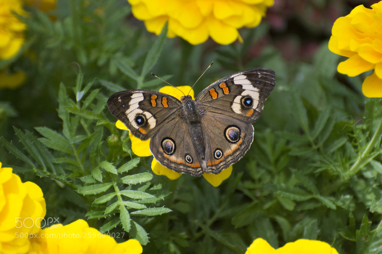 Nikon D7200 sample photo. Butterfly 2018-36 photography