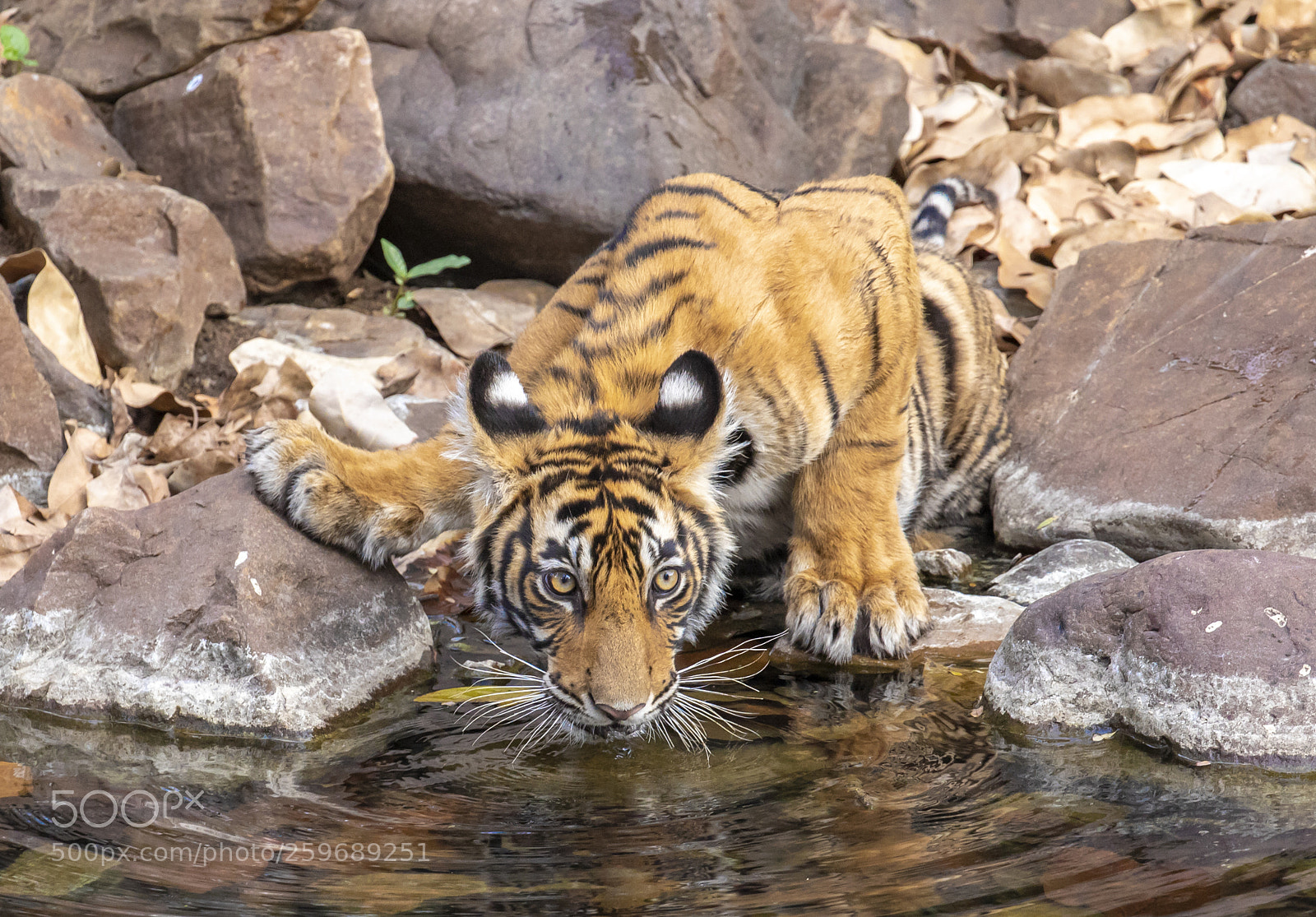 Canon EOS 5D Mark IV sample photo. Noor's cub photography