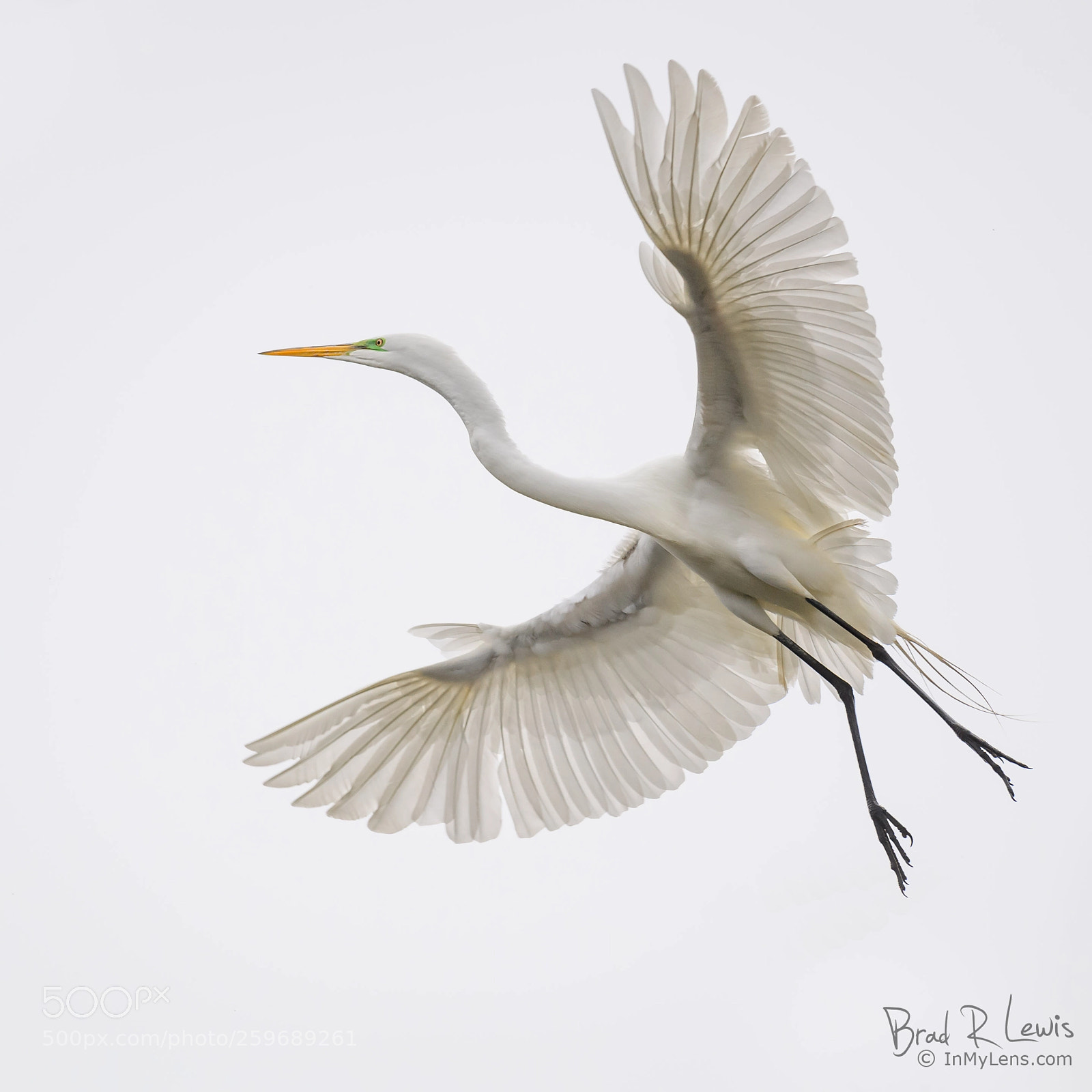 Nikon D5 sample photo. Great egret - wingspan photography
